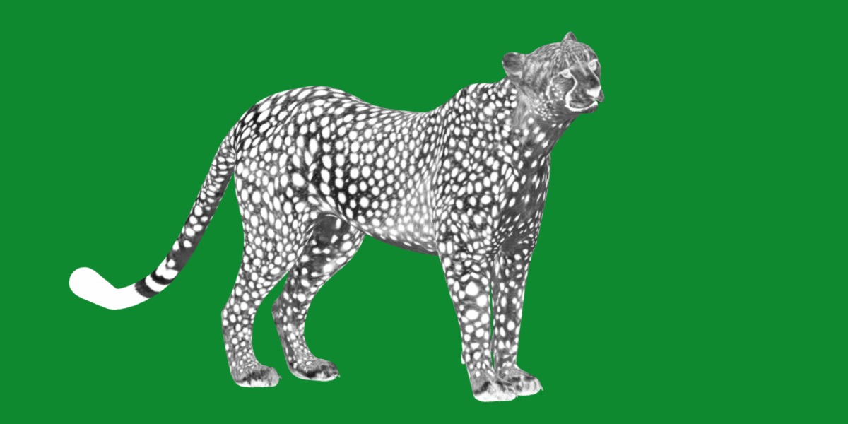 South African Cheetah Low-poly 3D model_15