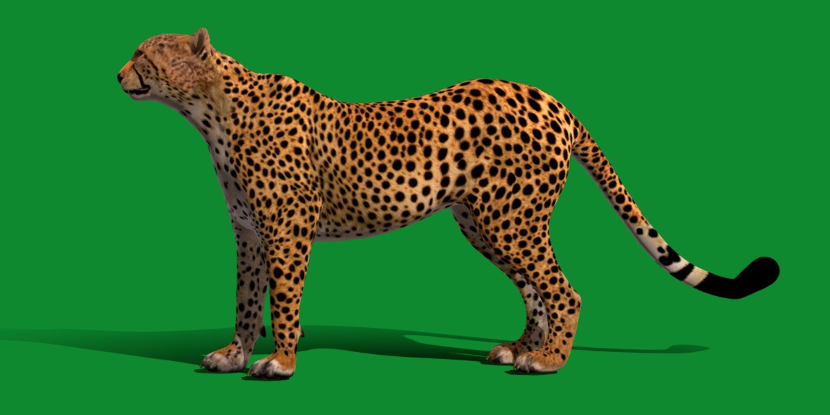 South African Cheetah Low-poly 3D model_19