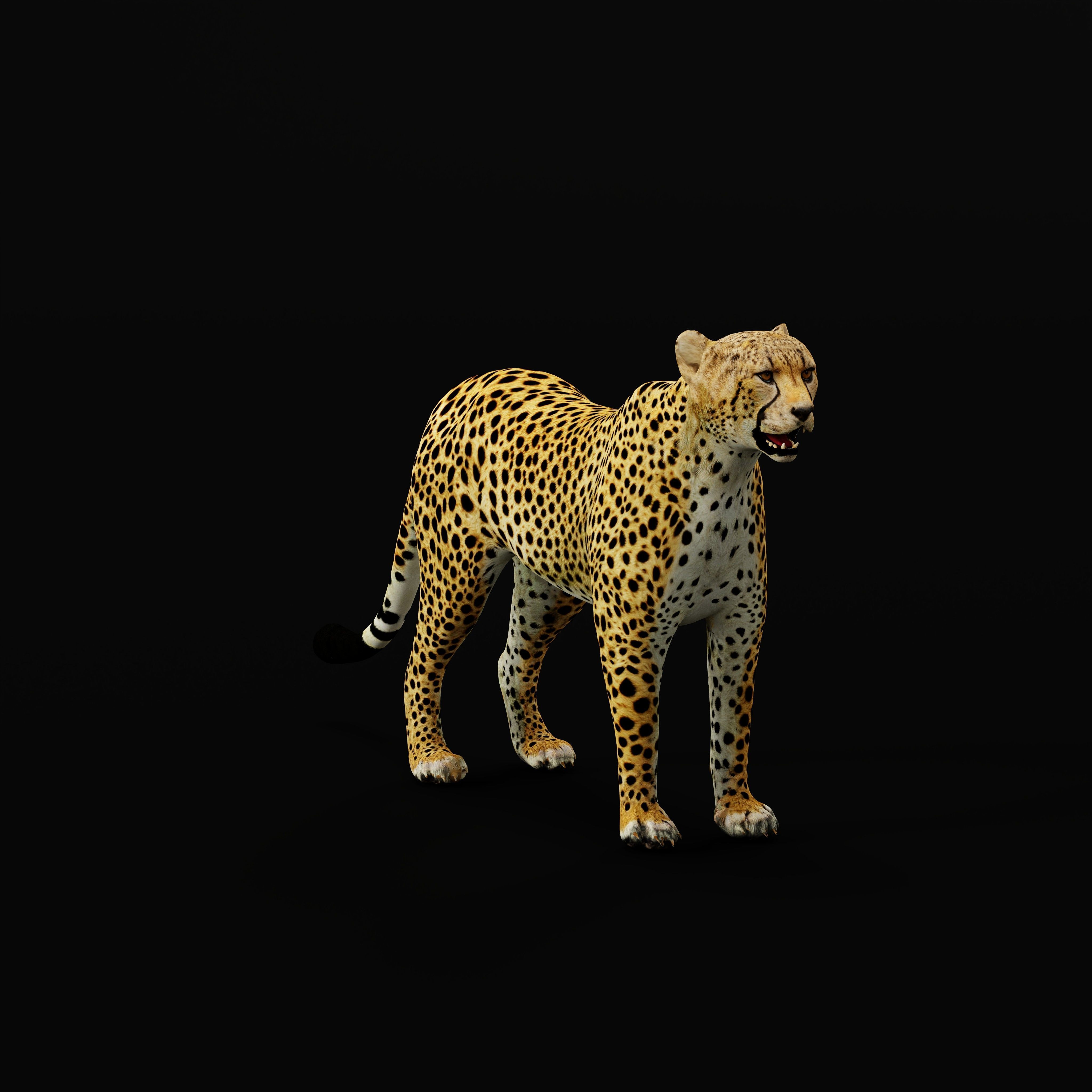 South African Cheetah Low-poly 3D model_35