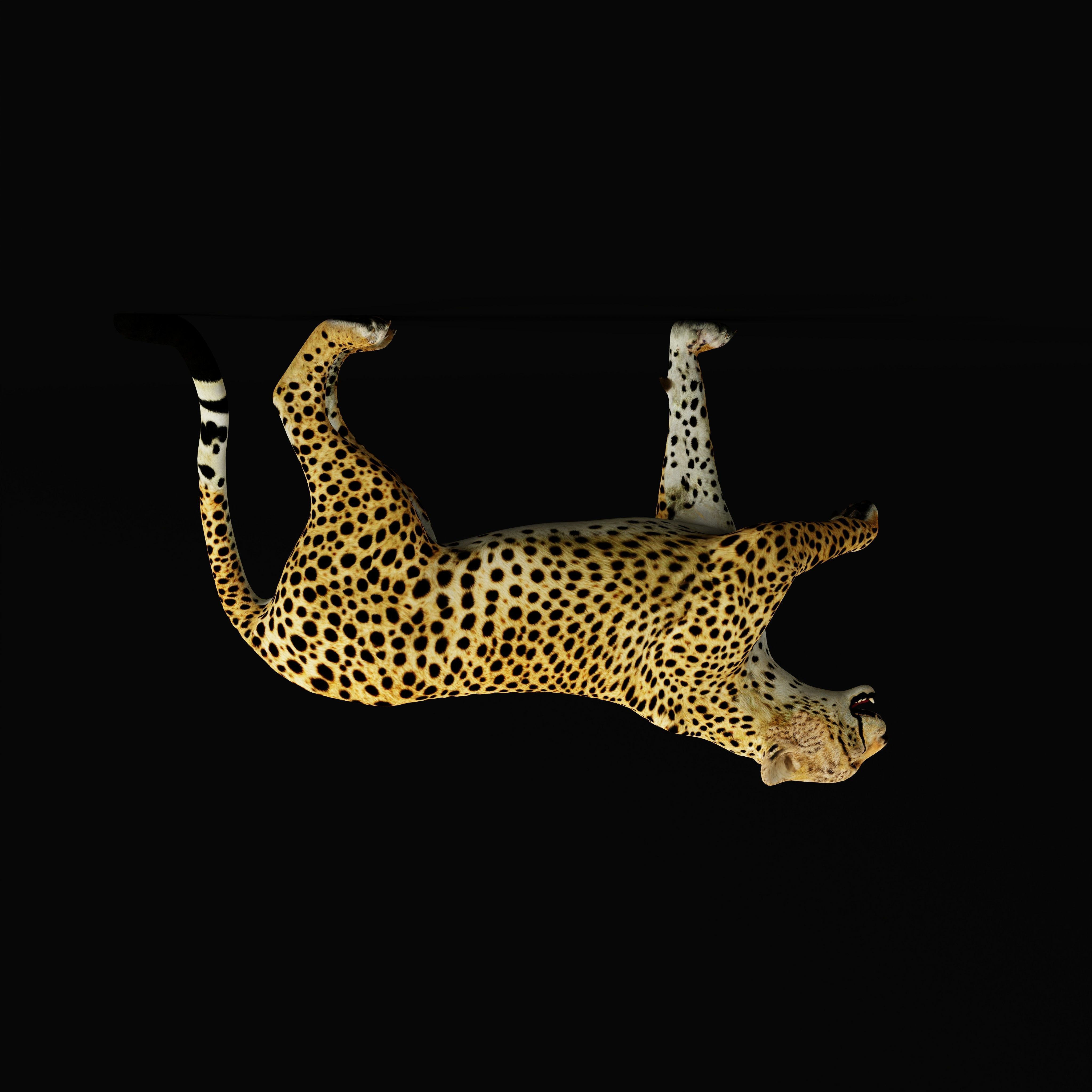 South African Cheetah Low-poly 3D model_44