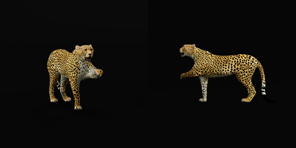 South African Cheetah Low-poly 3D model_30