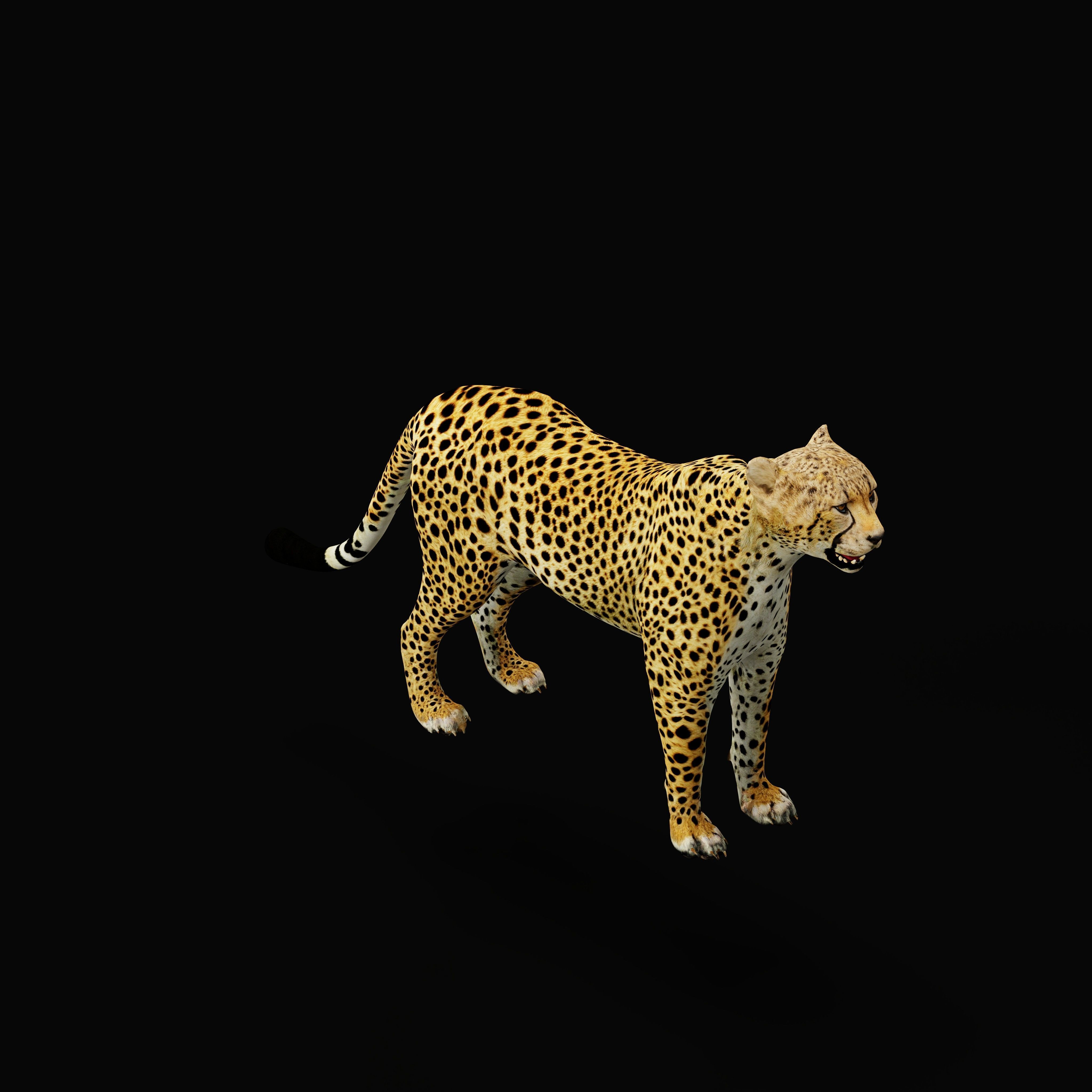 South African Cheetah Low-poly 3D model_39
