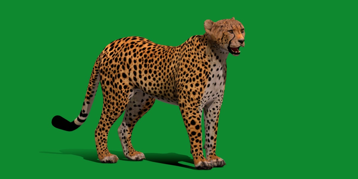 South African Cheetah Low-poly 3D model_27