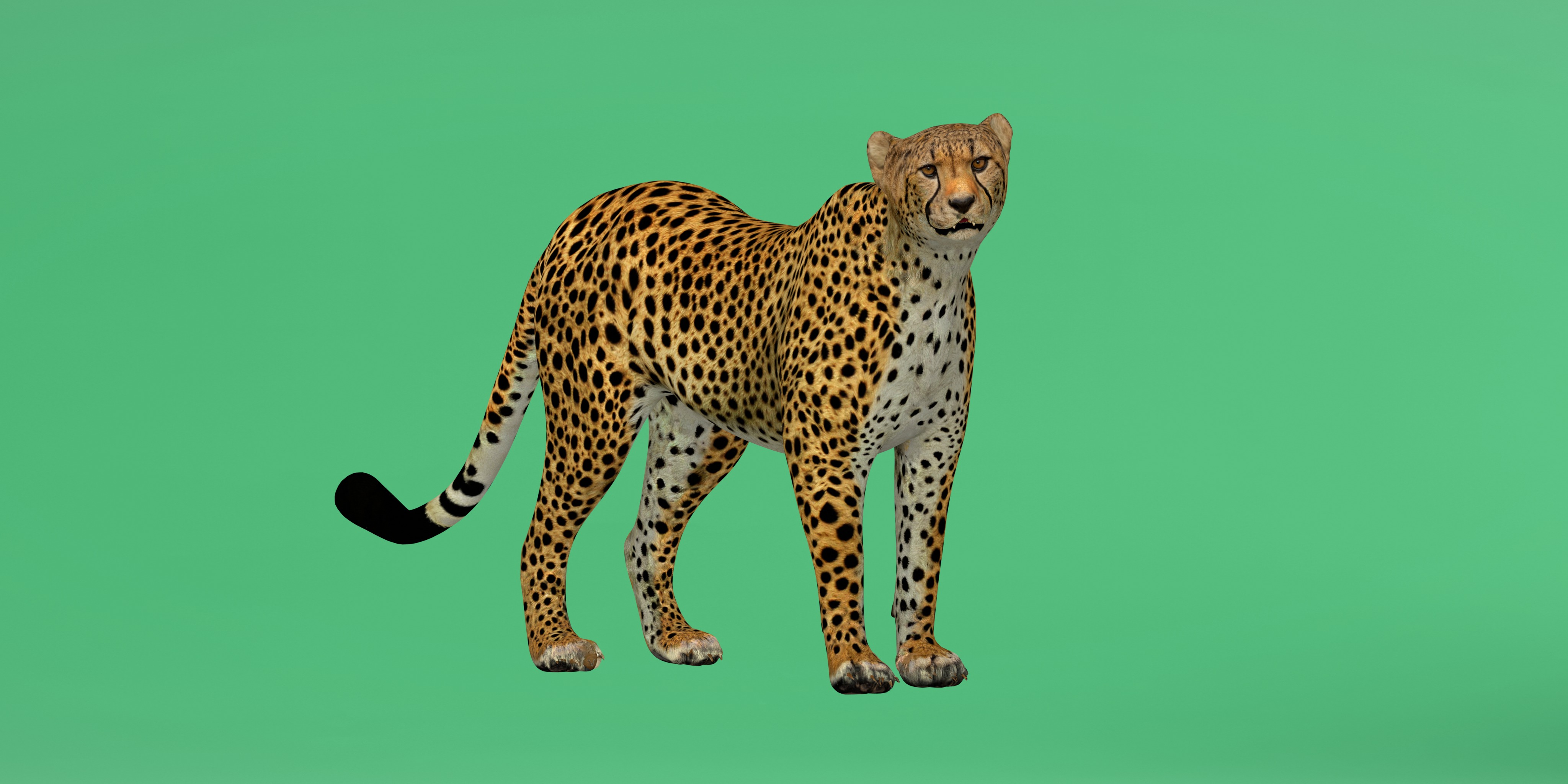 South African Cheetah Low-poly 3D model_5
