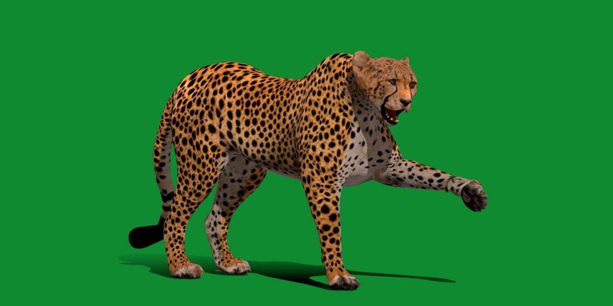 South African Cheetah Low-poly 3D model_8
