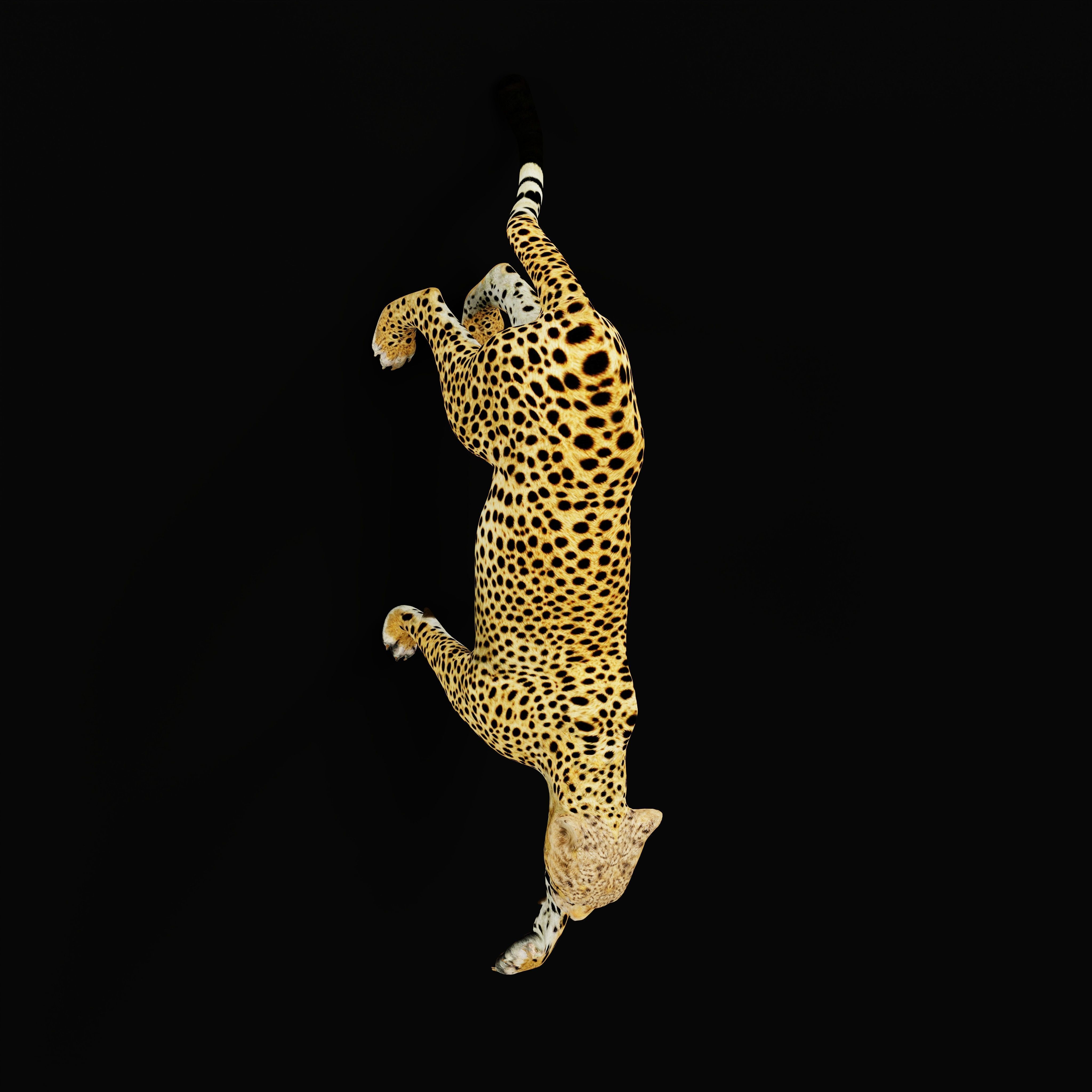 South African Cheetah Low-poly 3D model_43