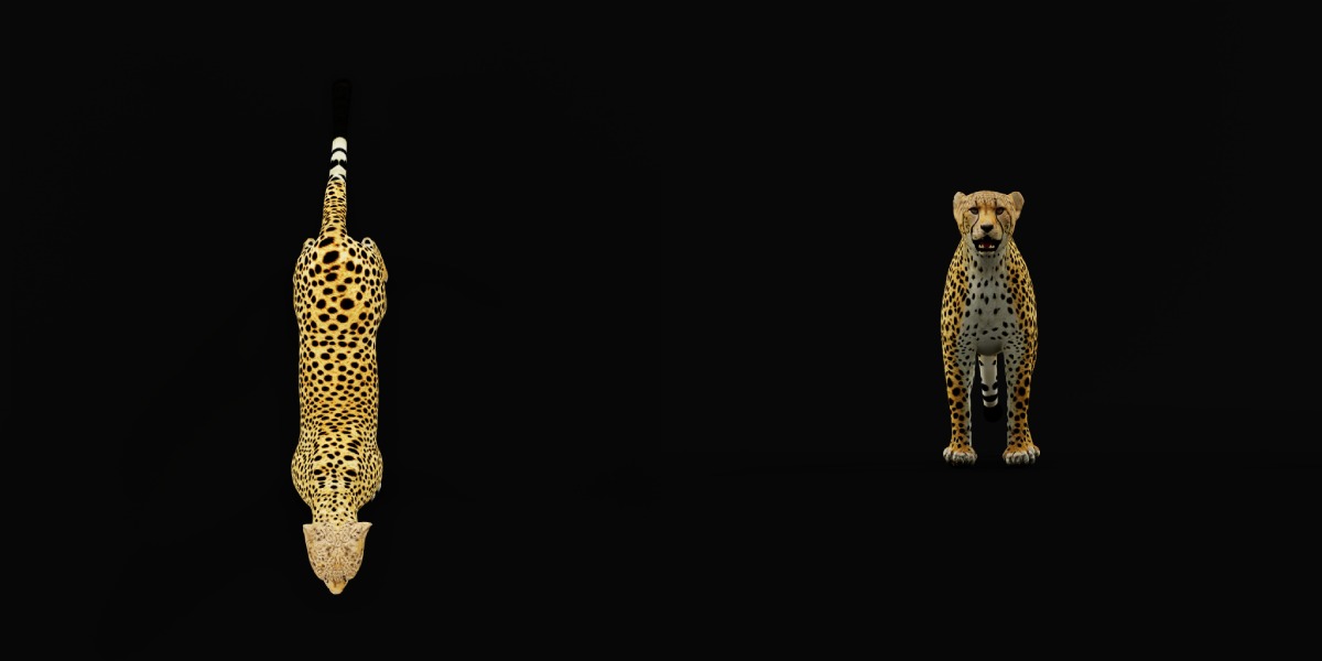 South African Cheetah Low-poly 3D model_28