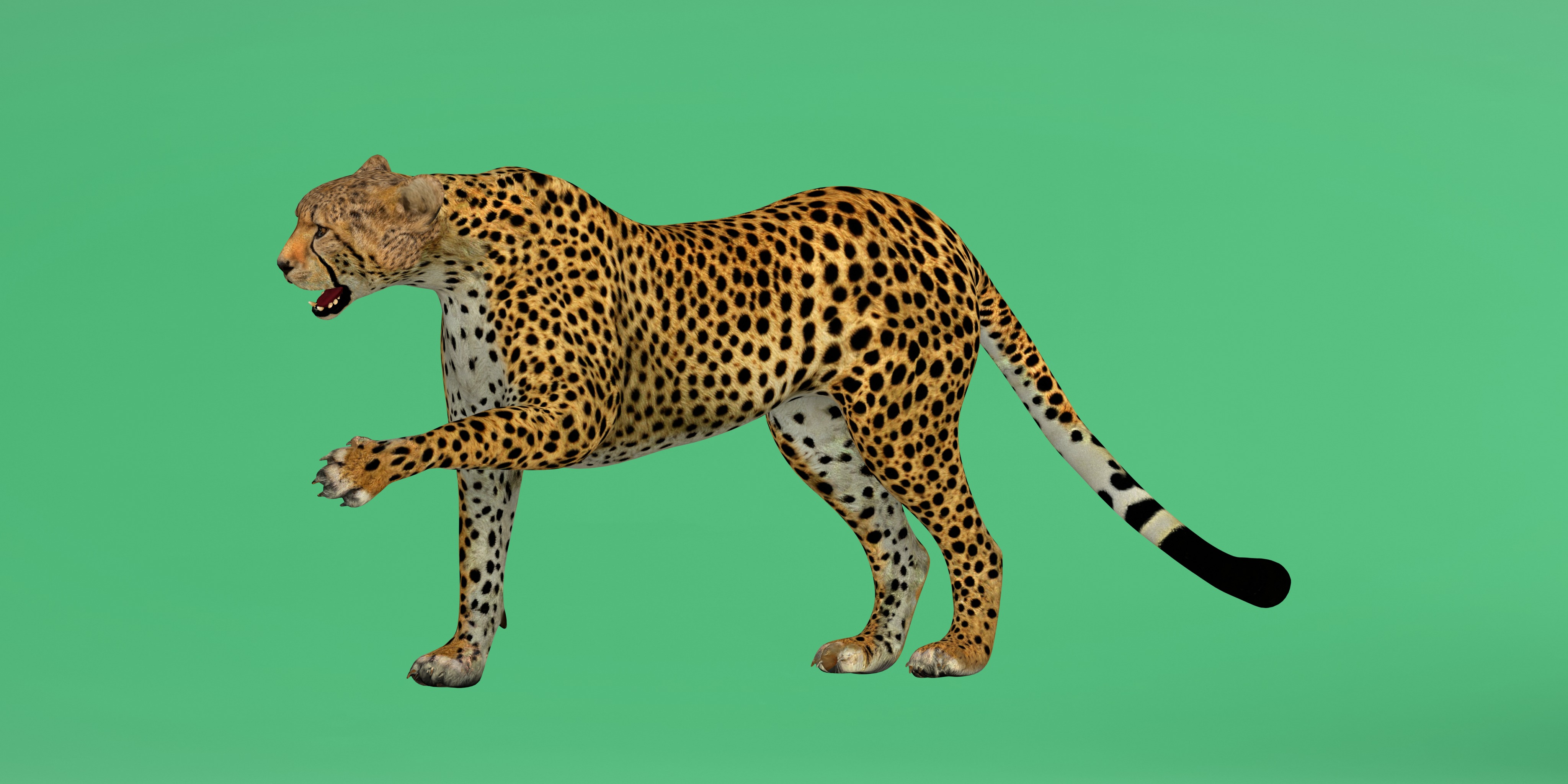 South African Cheetah Low-poly 3D model_4