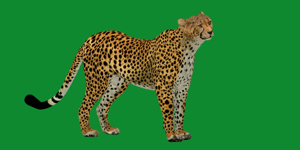 South African Cheetah Low-poly 3D model_12