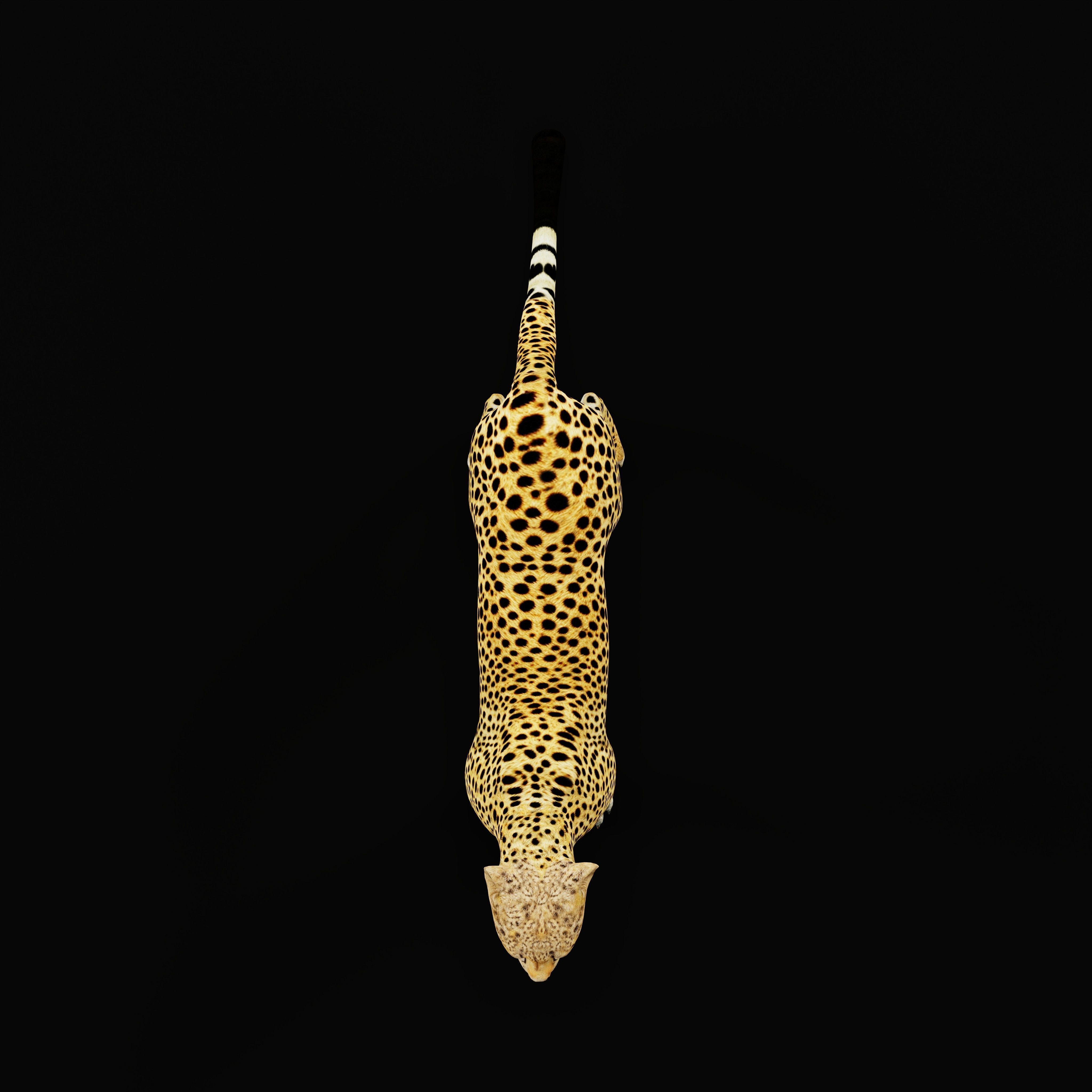 South African Cheetah Low-poly 3D model_38