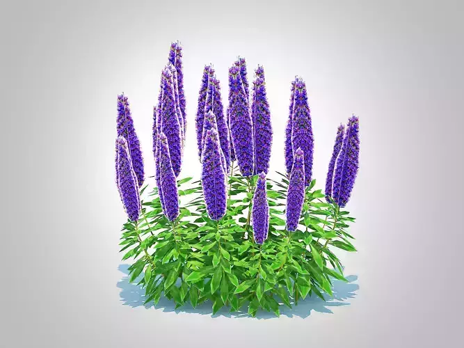 Plant  Echium candicans 