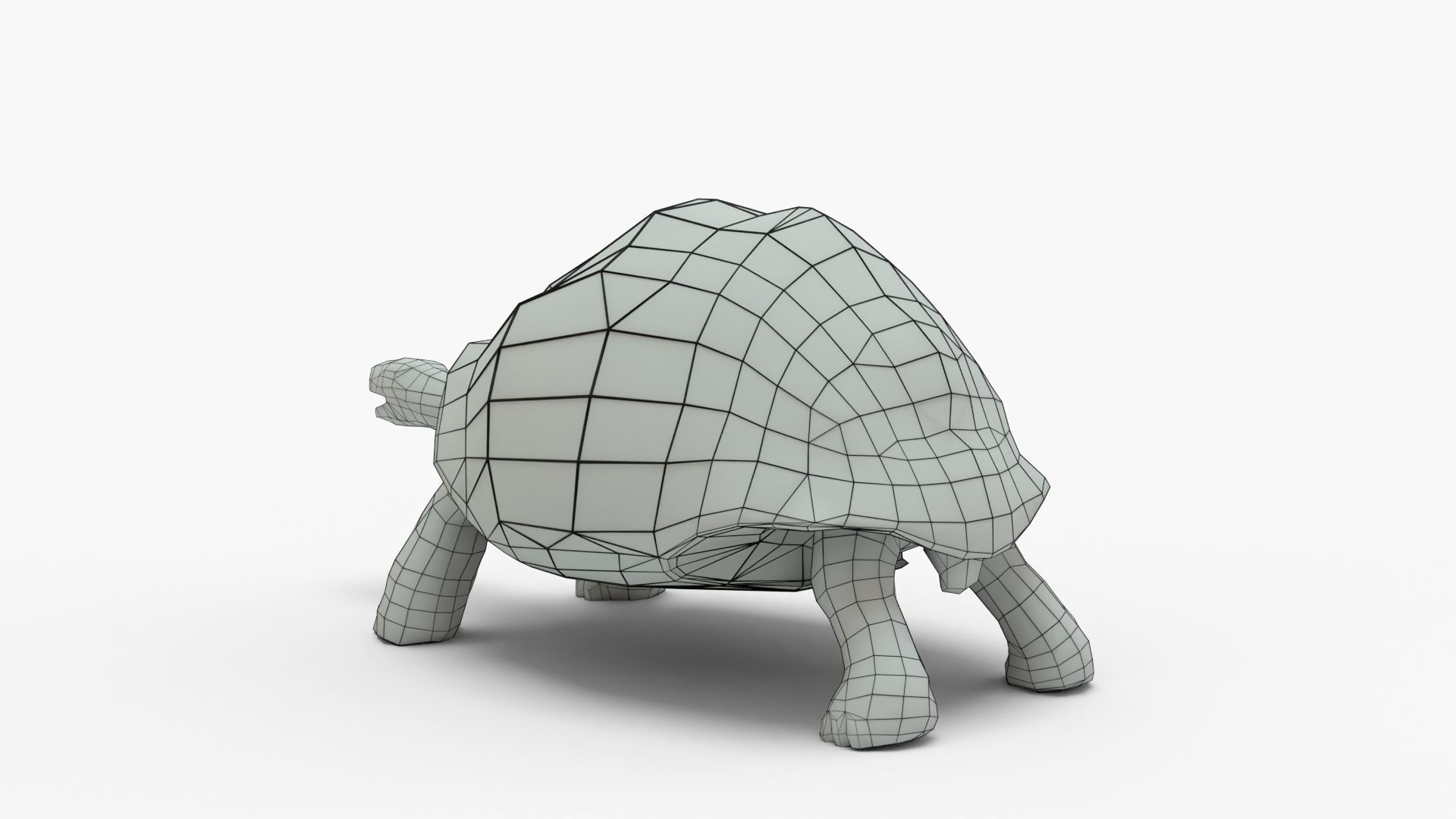 Low Poly Tortoise 3D Model 3D model_8