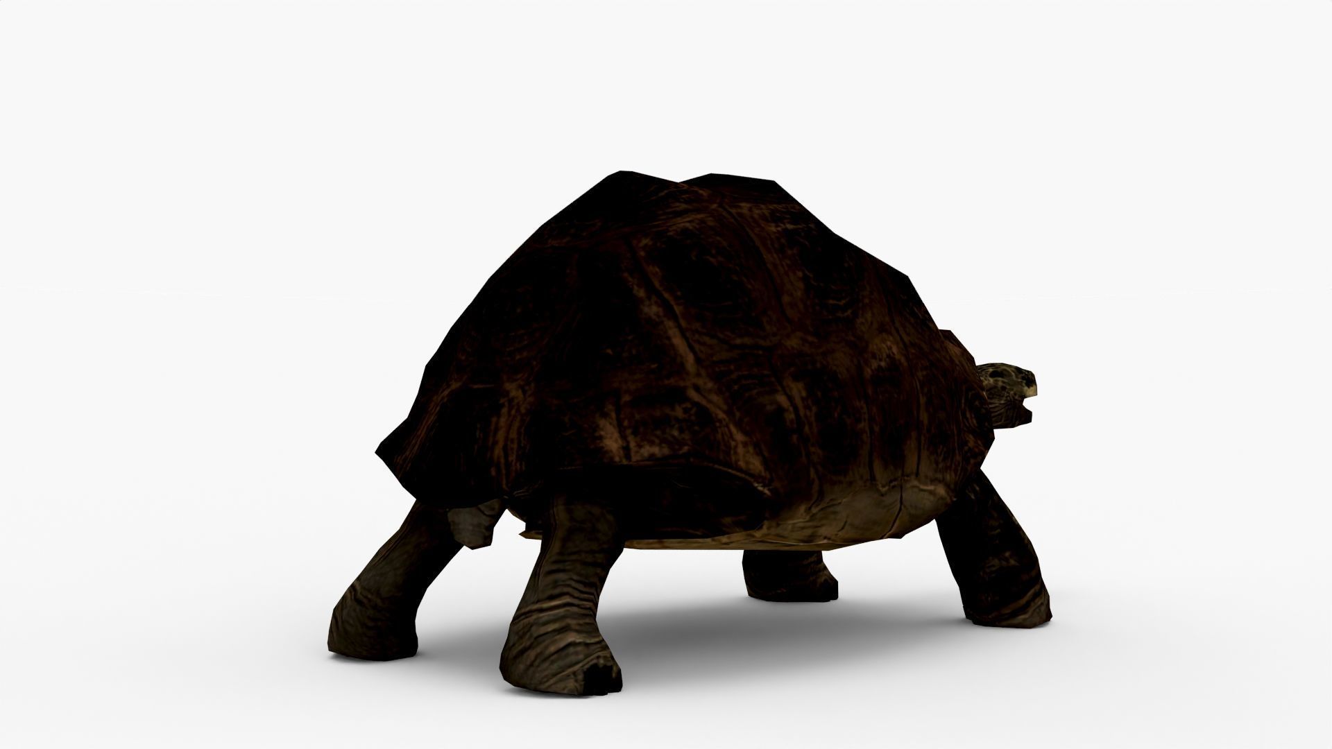 Low Poly Tortoise 3D Model 3D model_6