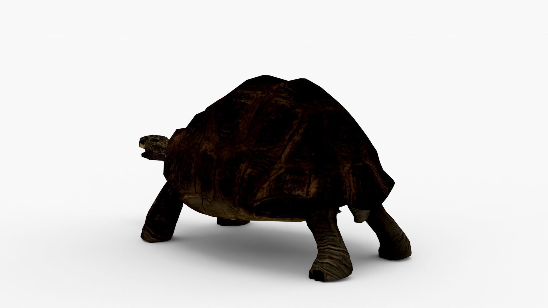 Low Poly Tortoise 3D Model 3D model_2