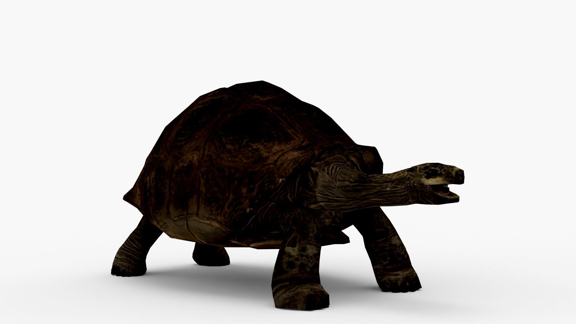 Low Poly Tortoise 3D Model 3D model_1