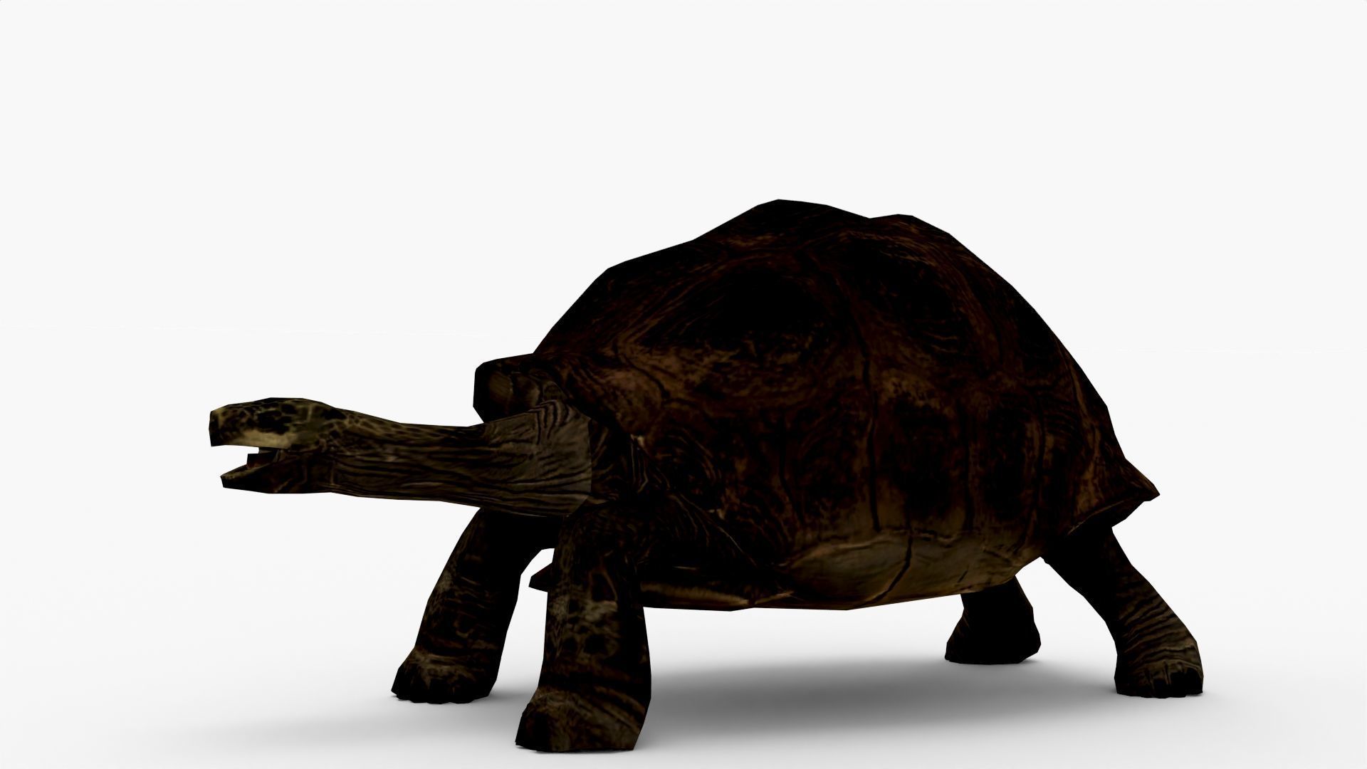 Low Poly Tortoise 3D Model 3D model_3