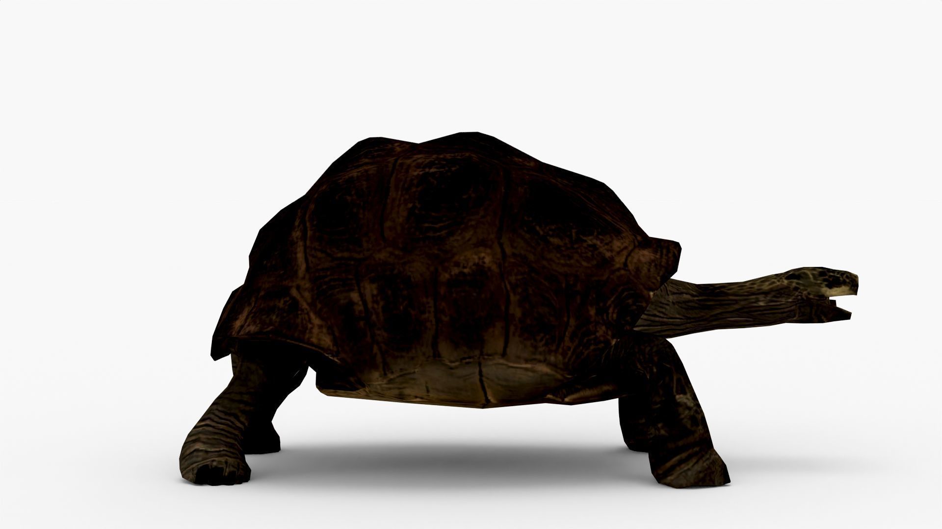 Low Poly Tortoise 3D Model 3D model_5