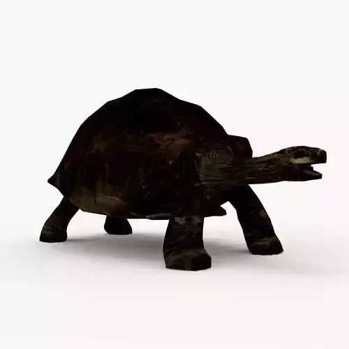 Low Poly Tortoise 3D Model