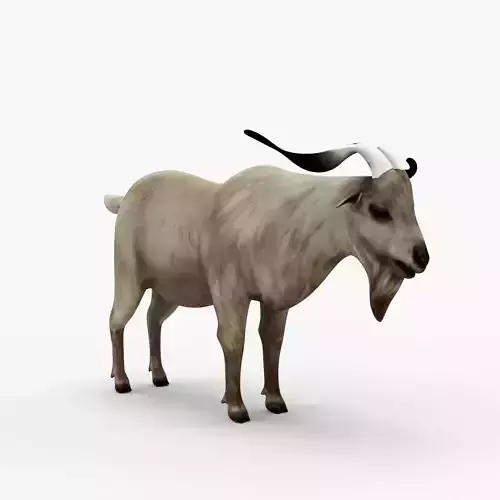 Low Poly African Goat