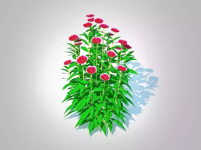 Plants  Dianthus chinensis 
