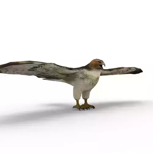 Low Poly Sparrow Hawk