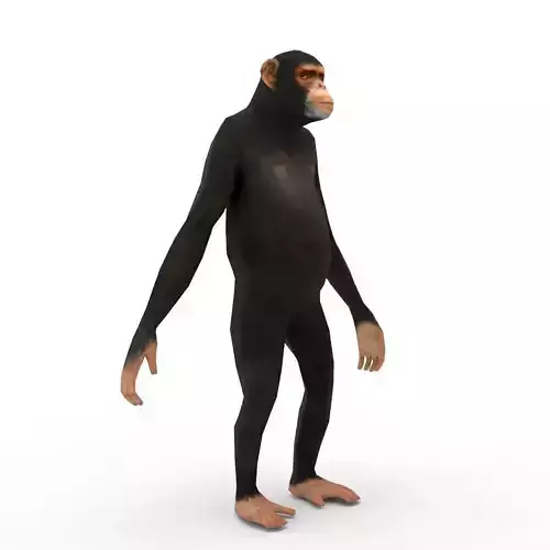 Low Poly Monkey Chimp 3D Model