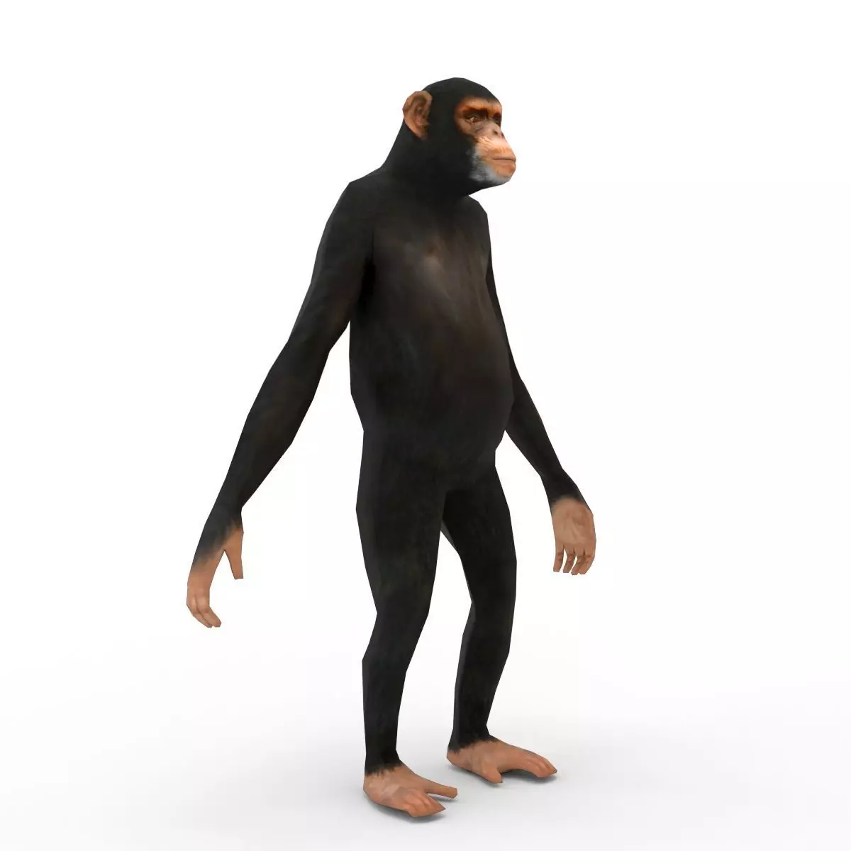 Low Poly Monkey Chimp 3D Model 3D model