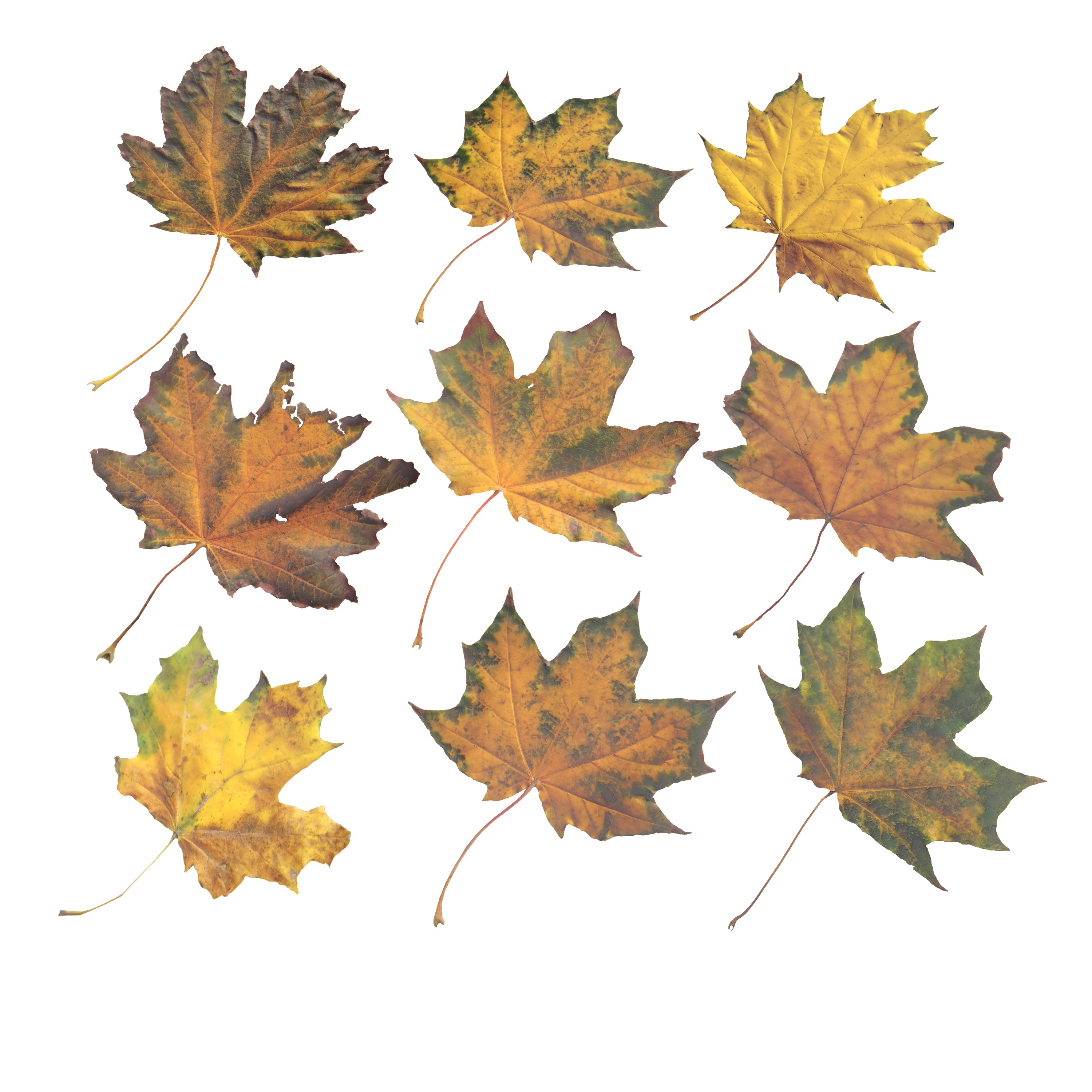 Autumn Fall Maple Tree Leaves Leaf Low-poly 3D model_9