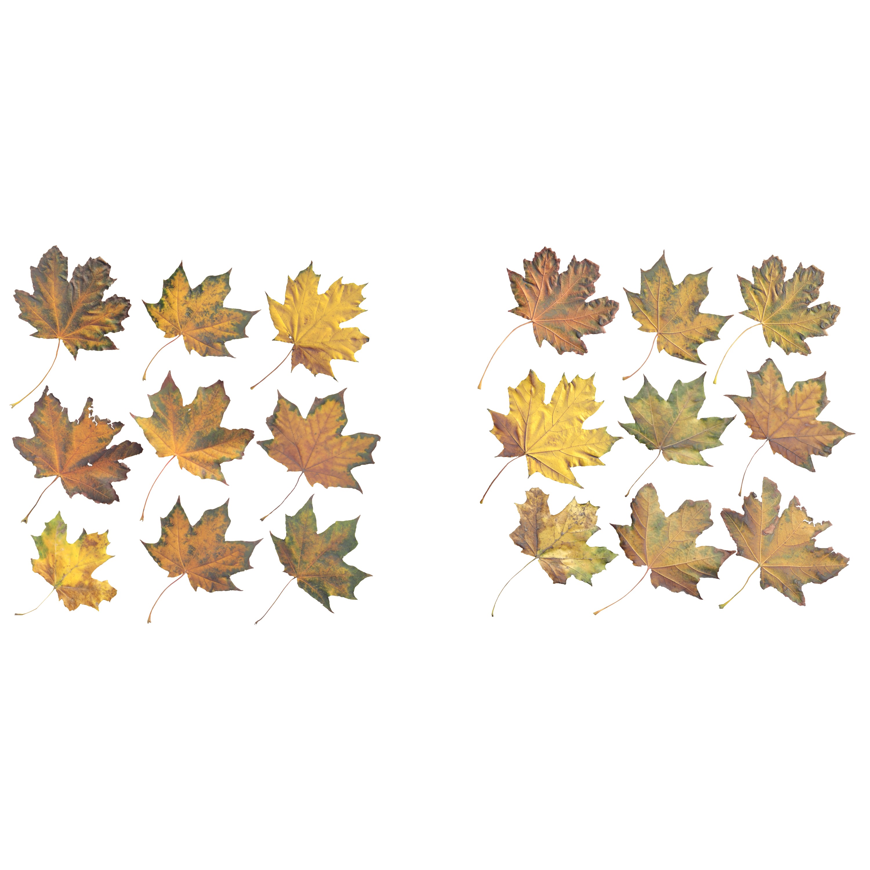 Autumn Fall Maple Tree Leaves Leaf Low-poly 3D model_6