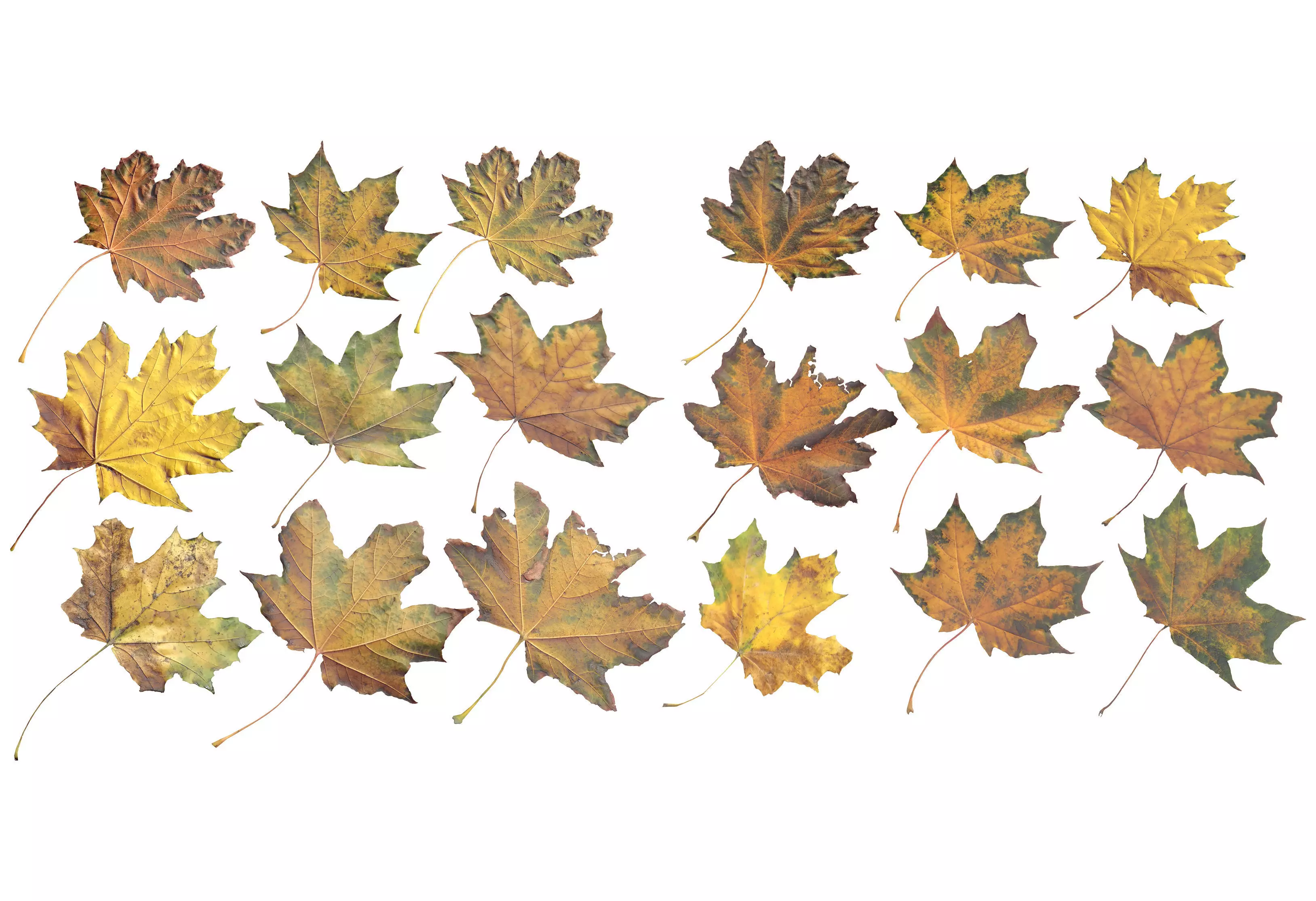 Autumn Fall Maple Tree Leaves Leaf Low-poly 3D model_0
