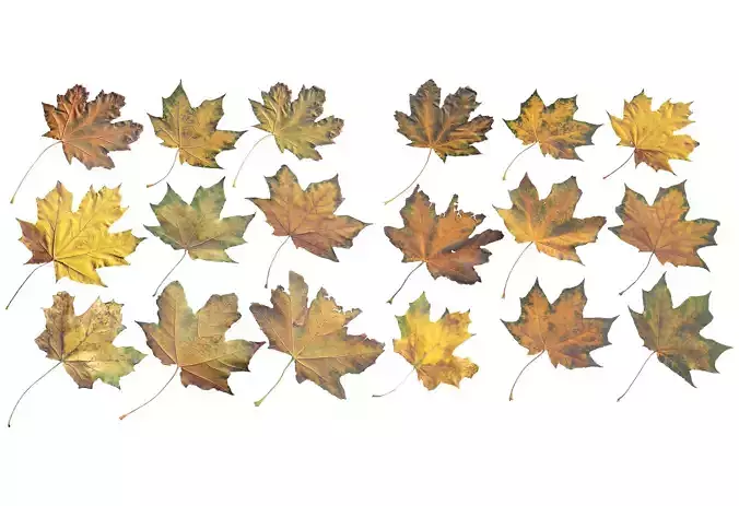 Autumn Fall Maple Tree Leaves Leaf Low-poly 3D model