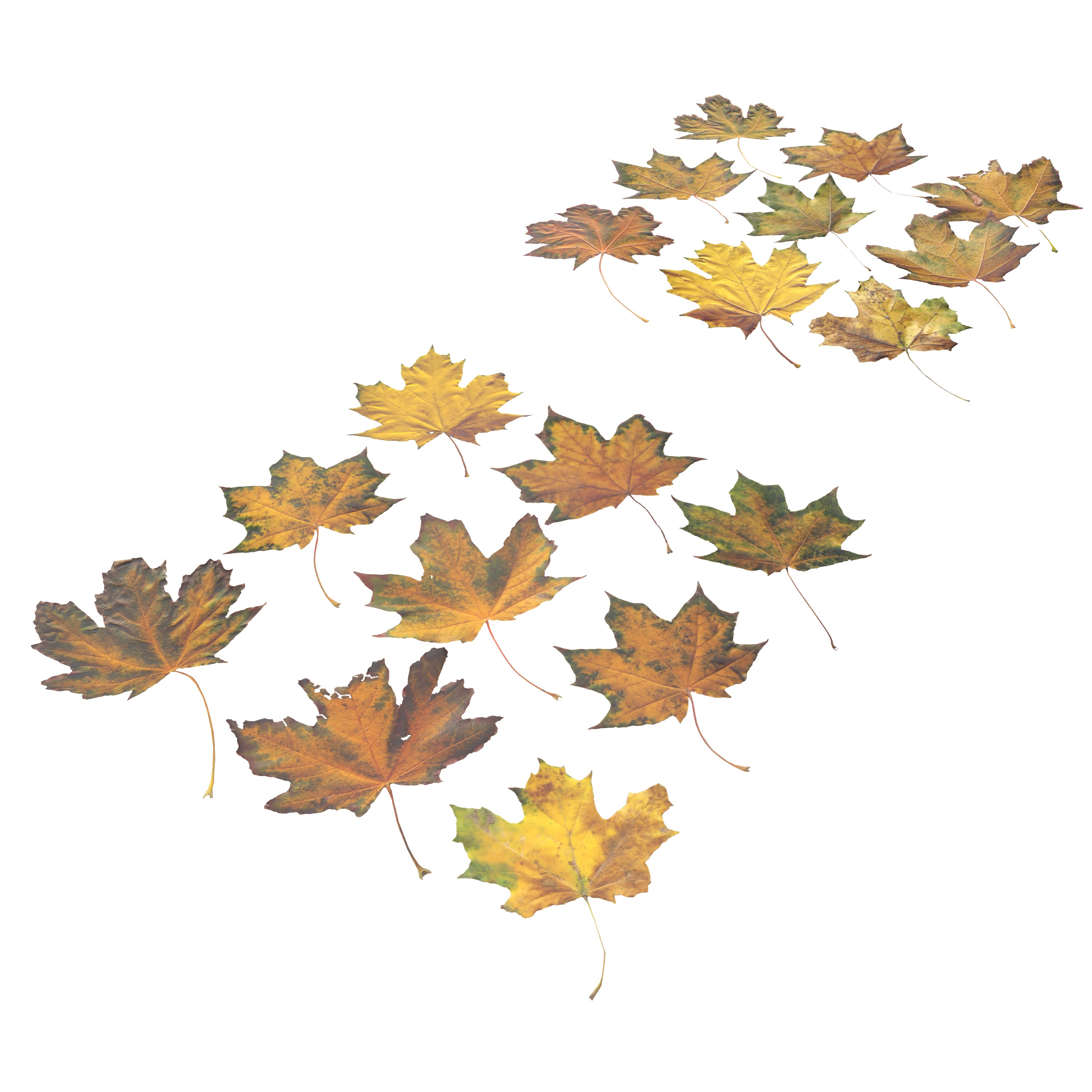 Autumn Fall Maple Tree Leaves Leaf Low-poly 3D model_2