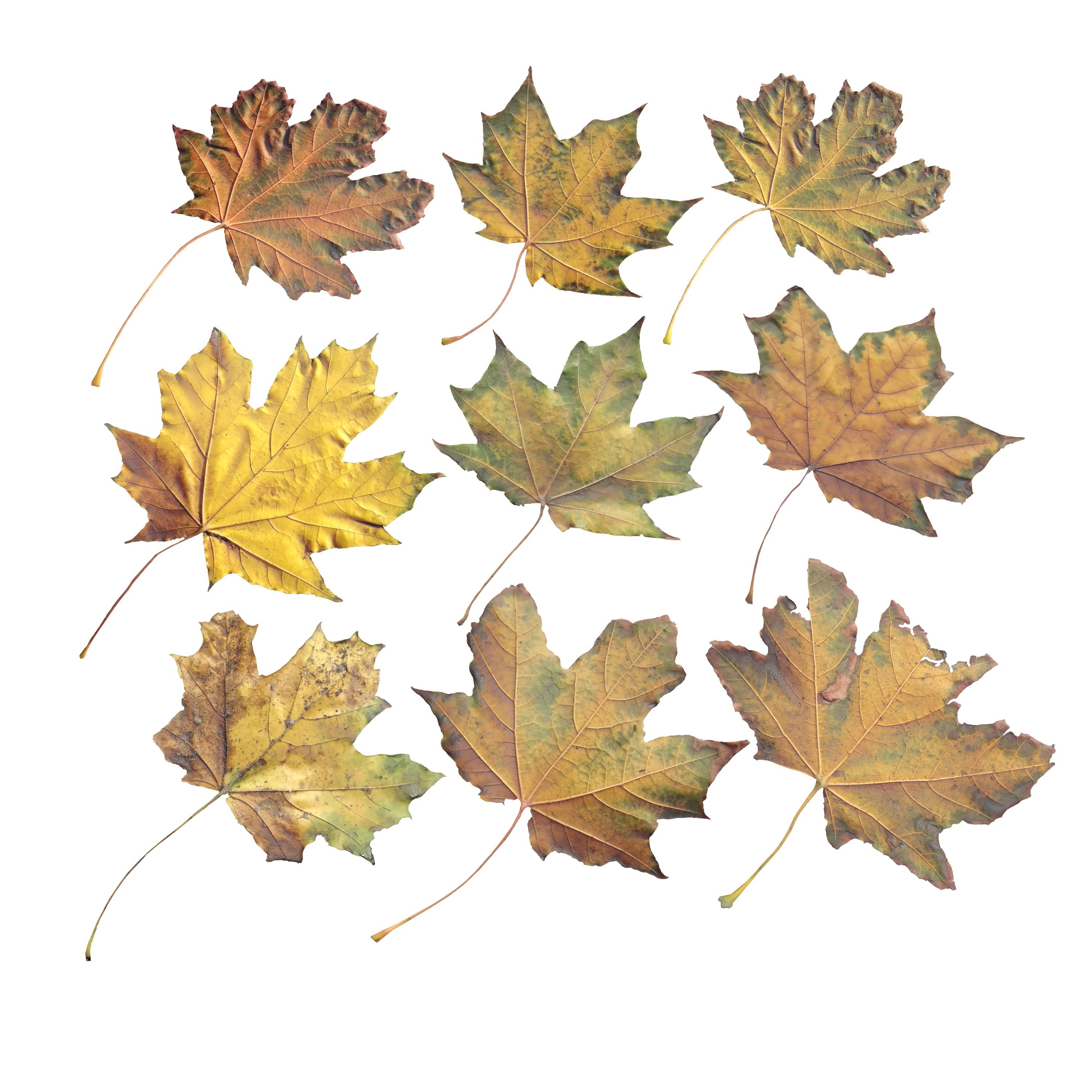 Autumn Fall Maple Tree Leaves Leaf Low-poly 3D model_8