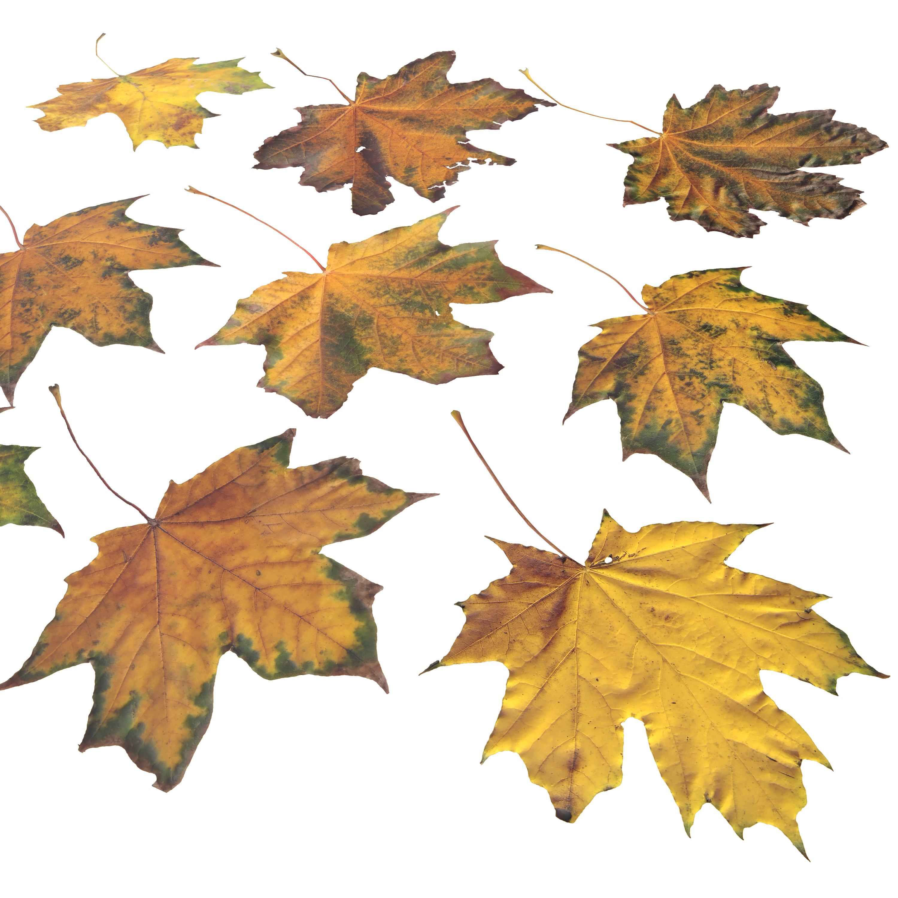 Autumn Fall Maple Tree Leaves Leaf Low-poly 3D model_5