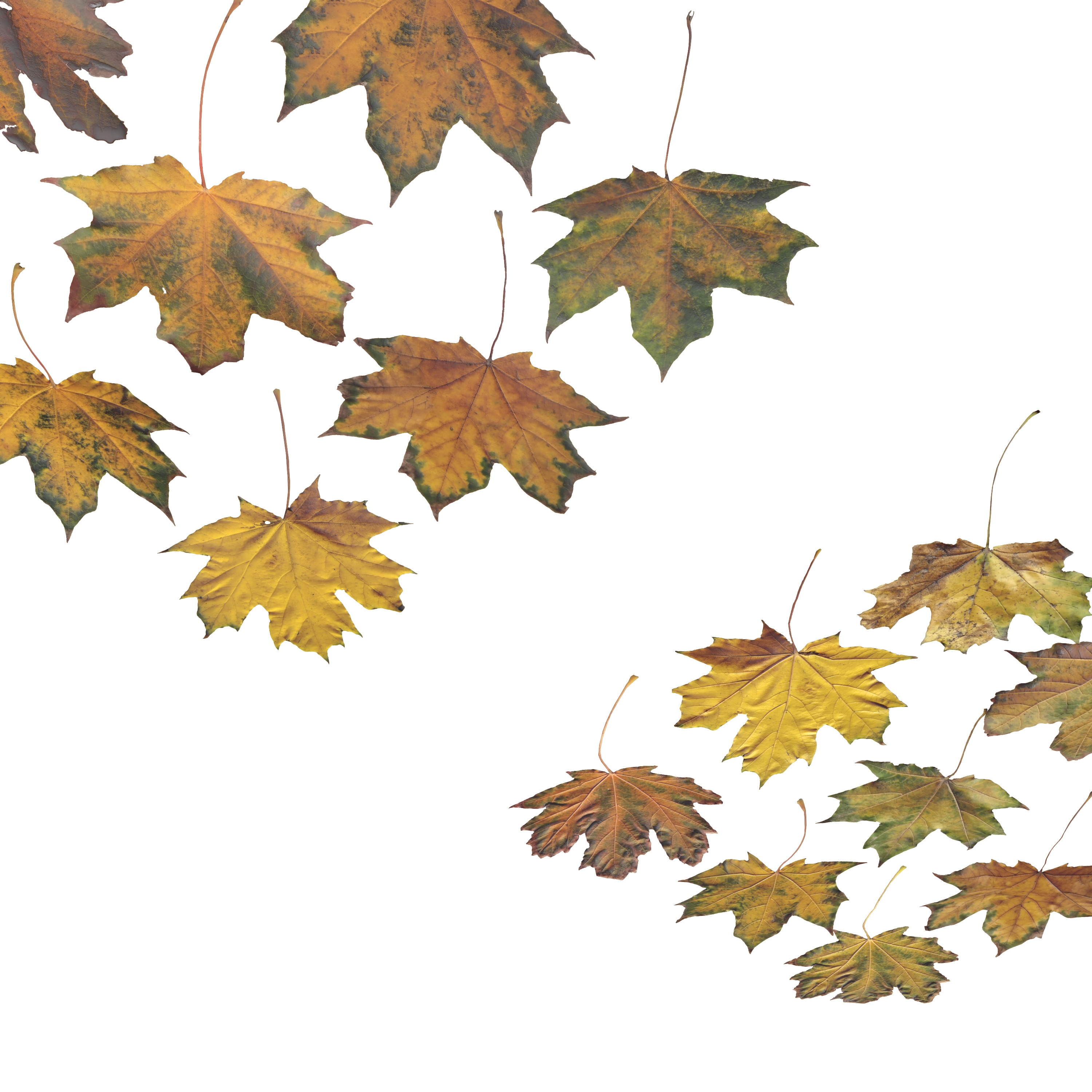Autumn Fall Maple Tree Leaves Leaf Low-poly 3D model_7