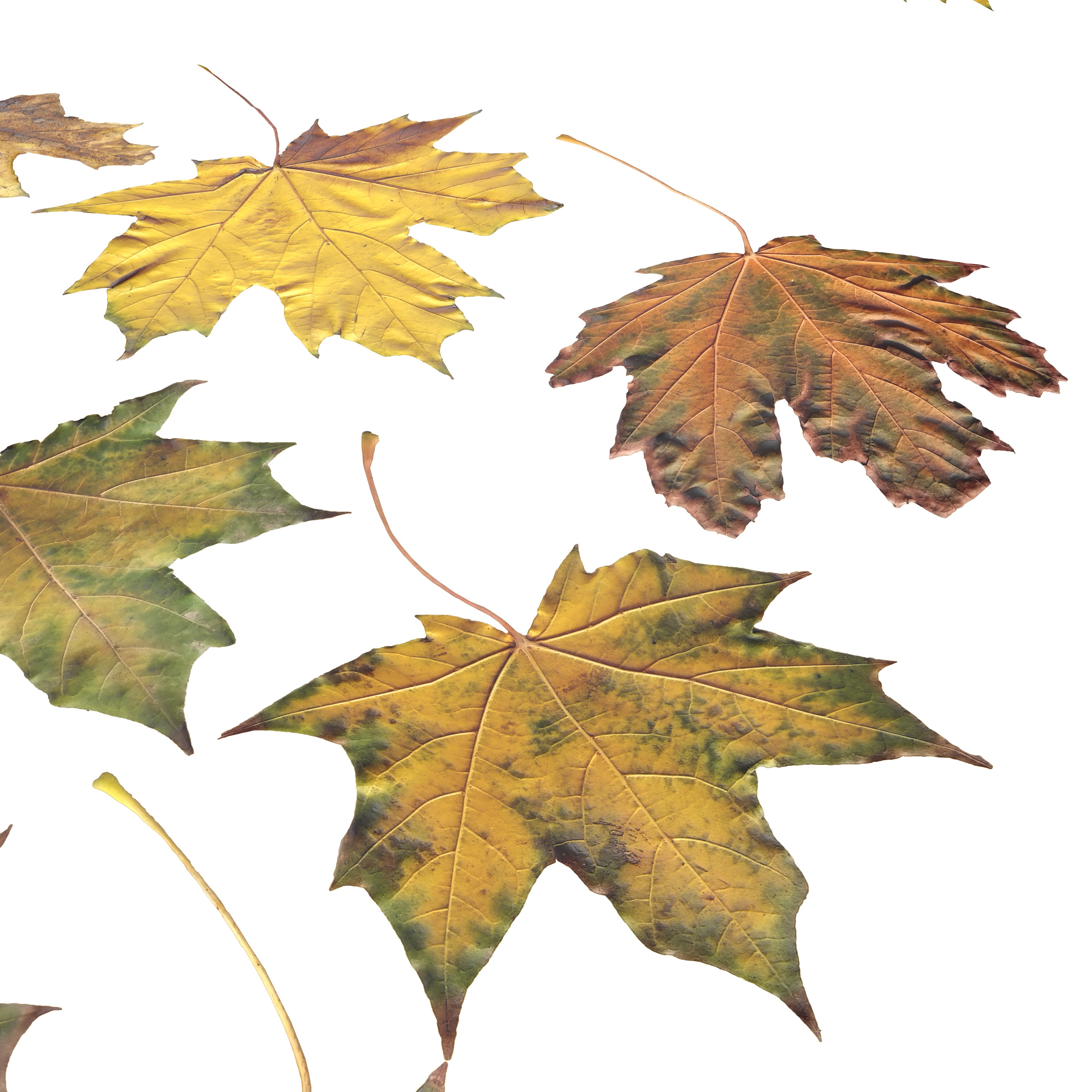 Autumn Fall Maple Tree Leaves Leaf Low-poly 3D model_3