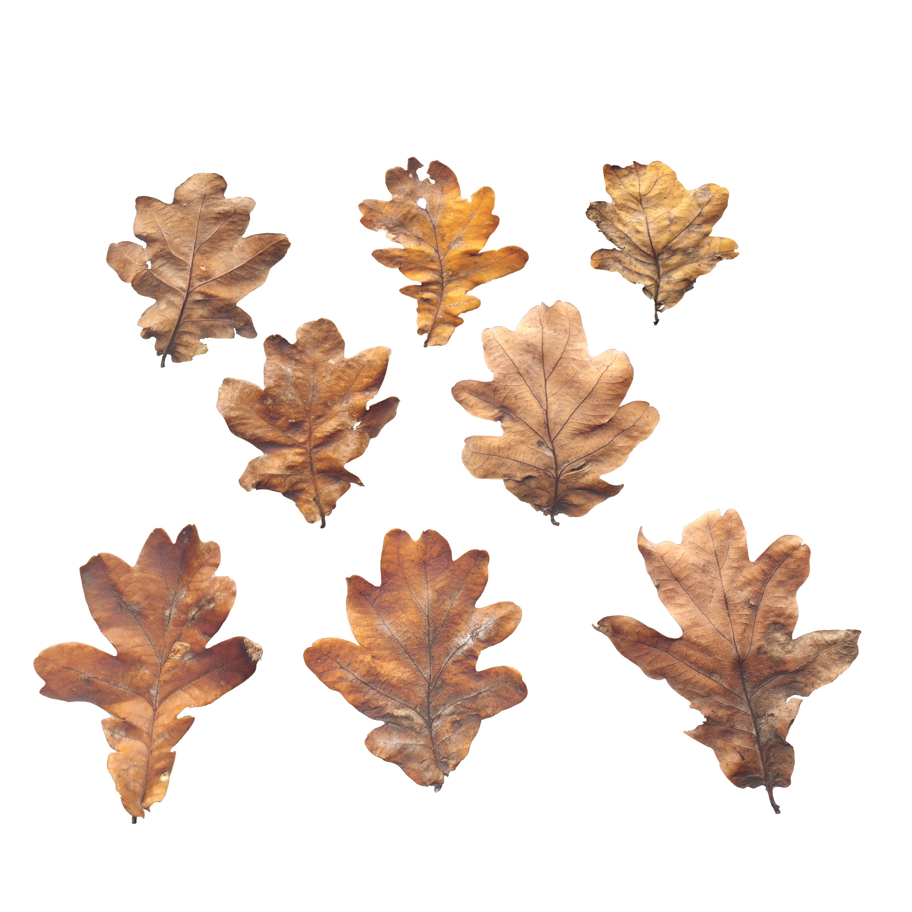 Autumn Fall Dry Oak Leaves Leaf Low-poly 3D model_8