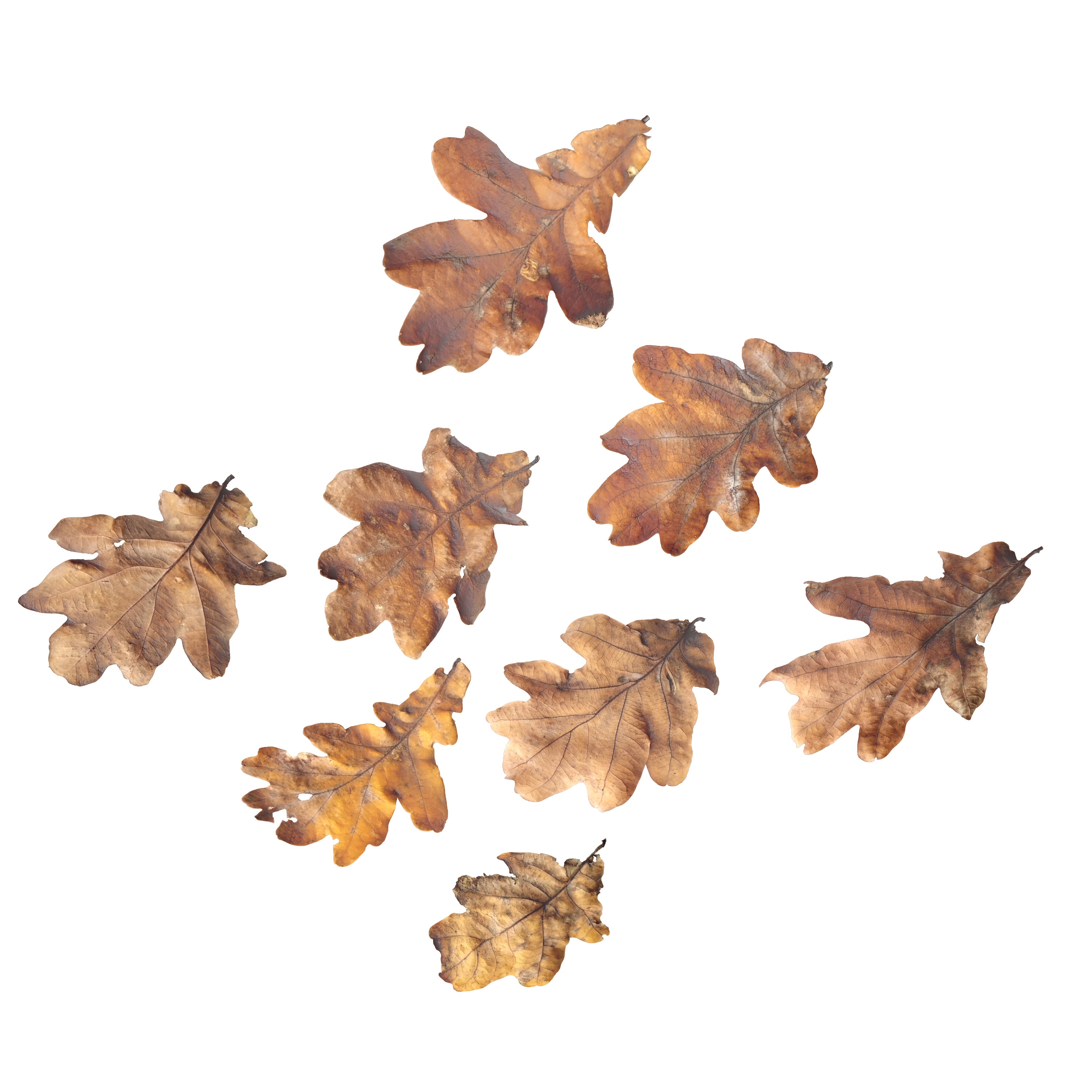 Autumn Fall Dry Oak Leaves Leaf Low-poly 3D model_7