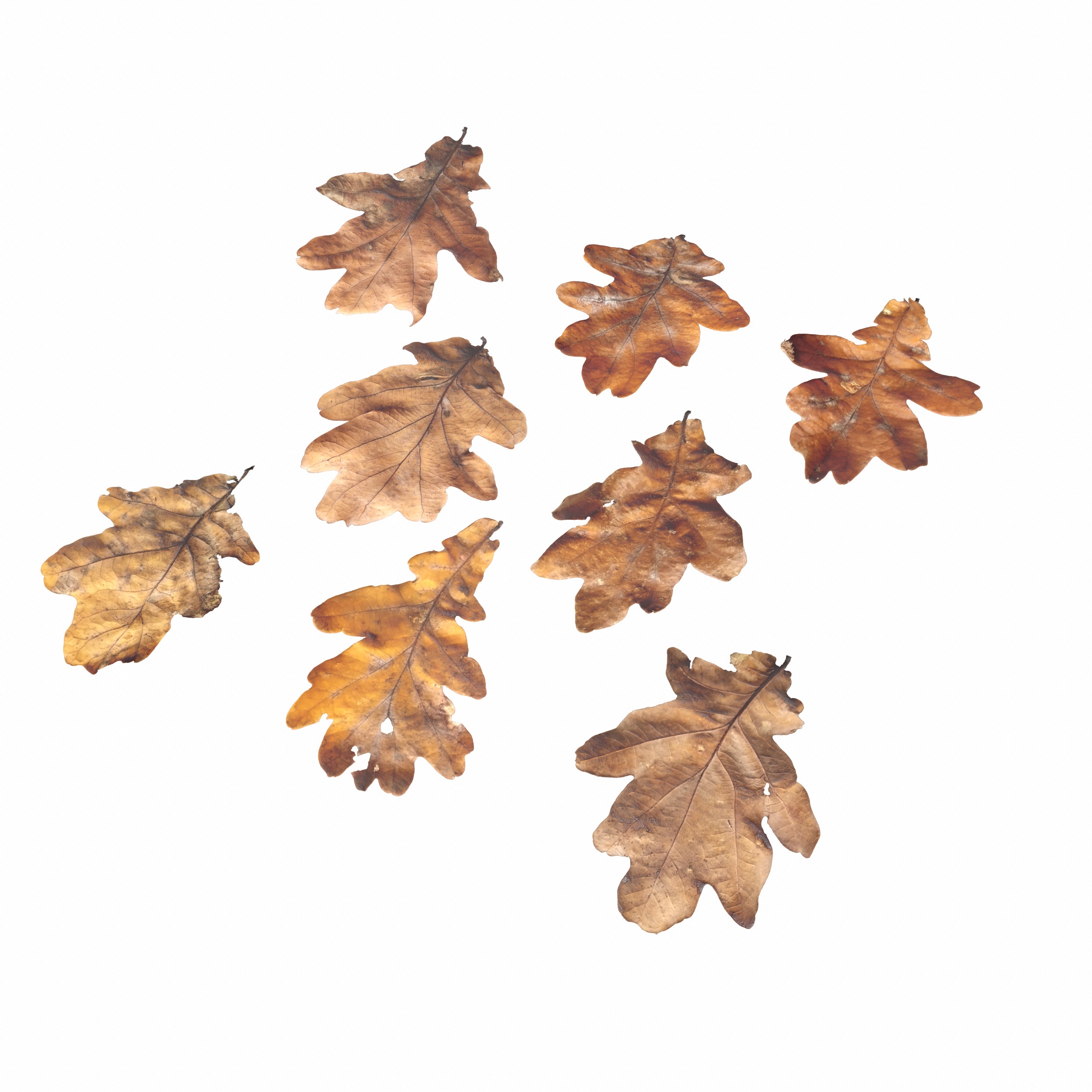 Autumn Fall Dry Oak Leaves Leaf Low-poly 3D model_14