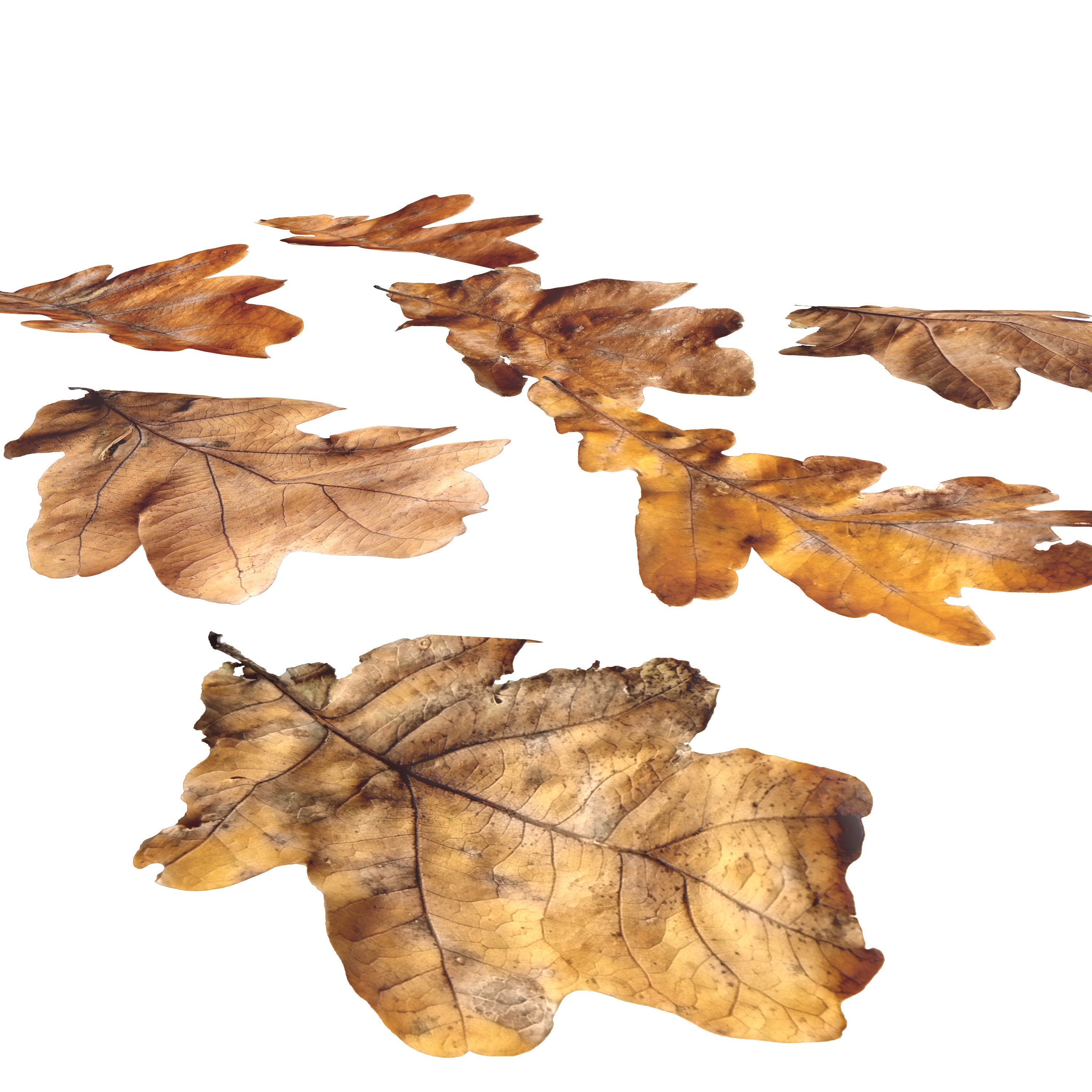 Autumn Fall Dry Oak Leaves Leaf Low-poly 3D model_3