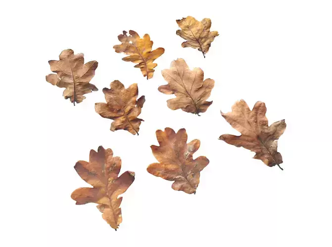 Autumn Fall Dry Oak Leaves Leaf Low-poly 3D model