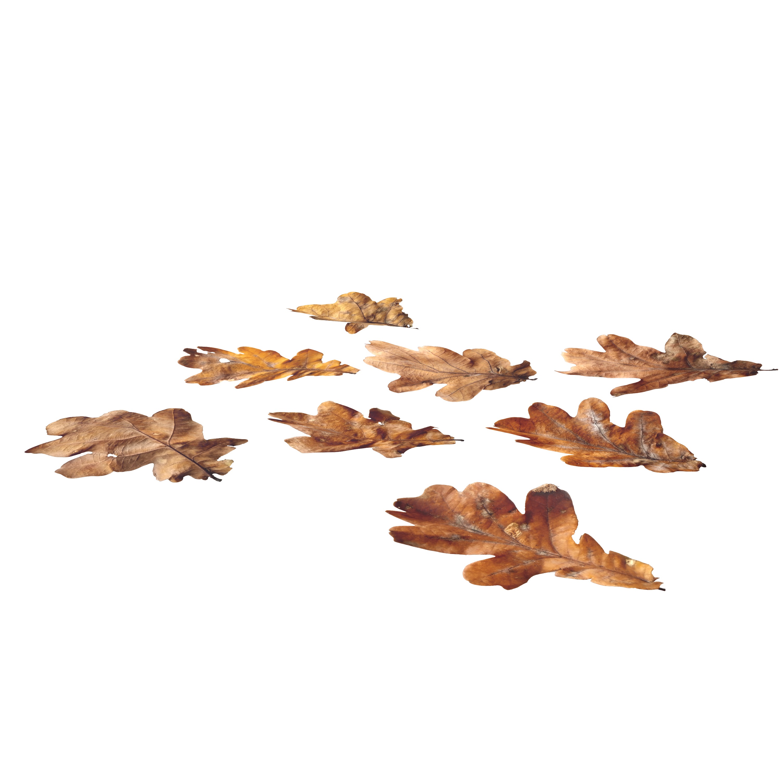 Autumn Fall Dry Oak Leaves Leaf Low-poly 3D model_2