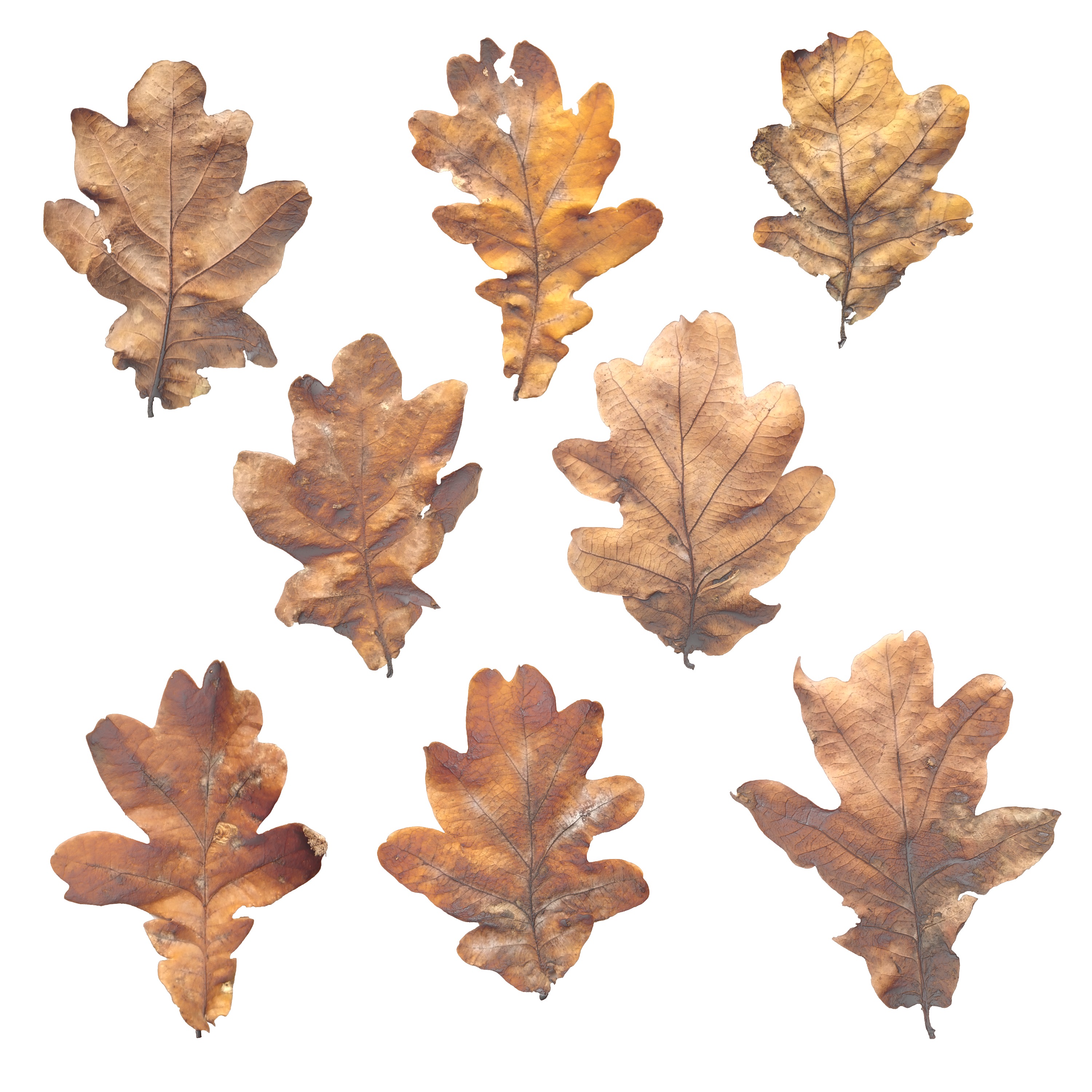 Autumn Fall Dry Oak Leaves Leaf Low-poly 3D model_6