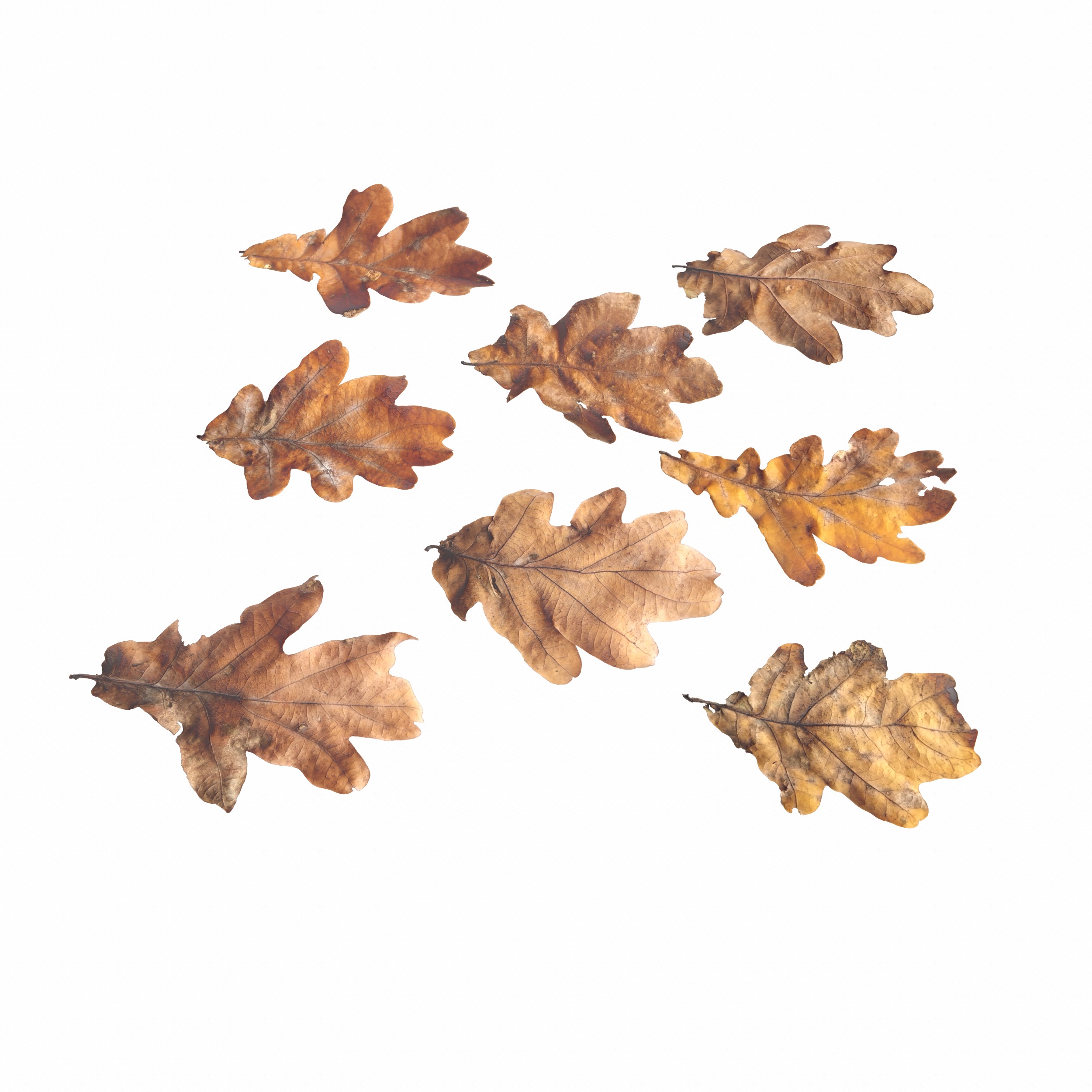 Autumn Fall Dry Oak Leaves Leaf Low-poly 3D model_16