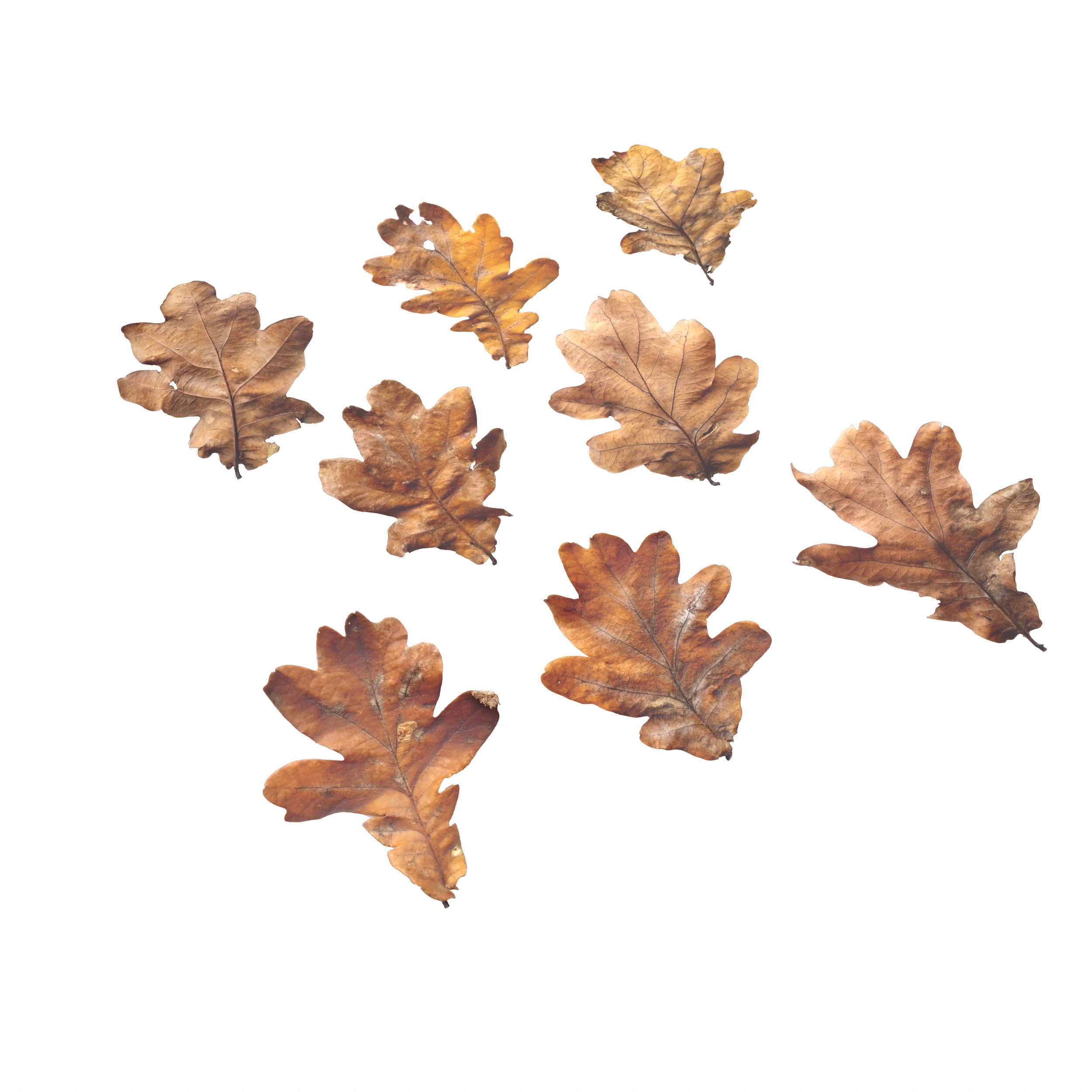 Autumn Fall Dry Oak Leaves Leaf Low-poly 3D model_15