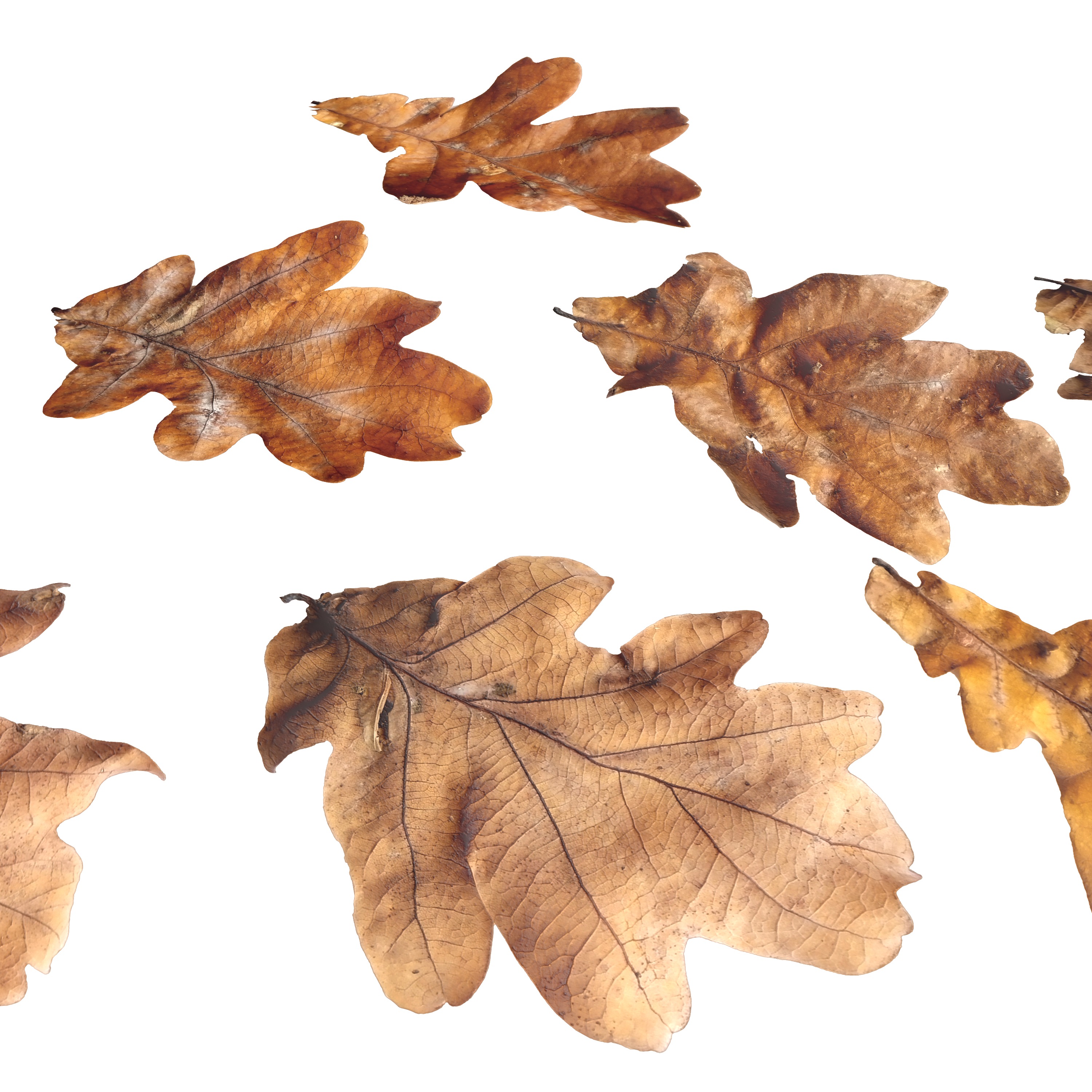 Autumn Fall Dry Oak Leaves Leaf Low-poly 3D model_5