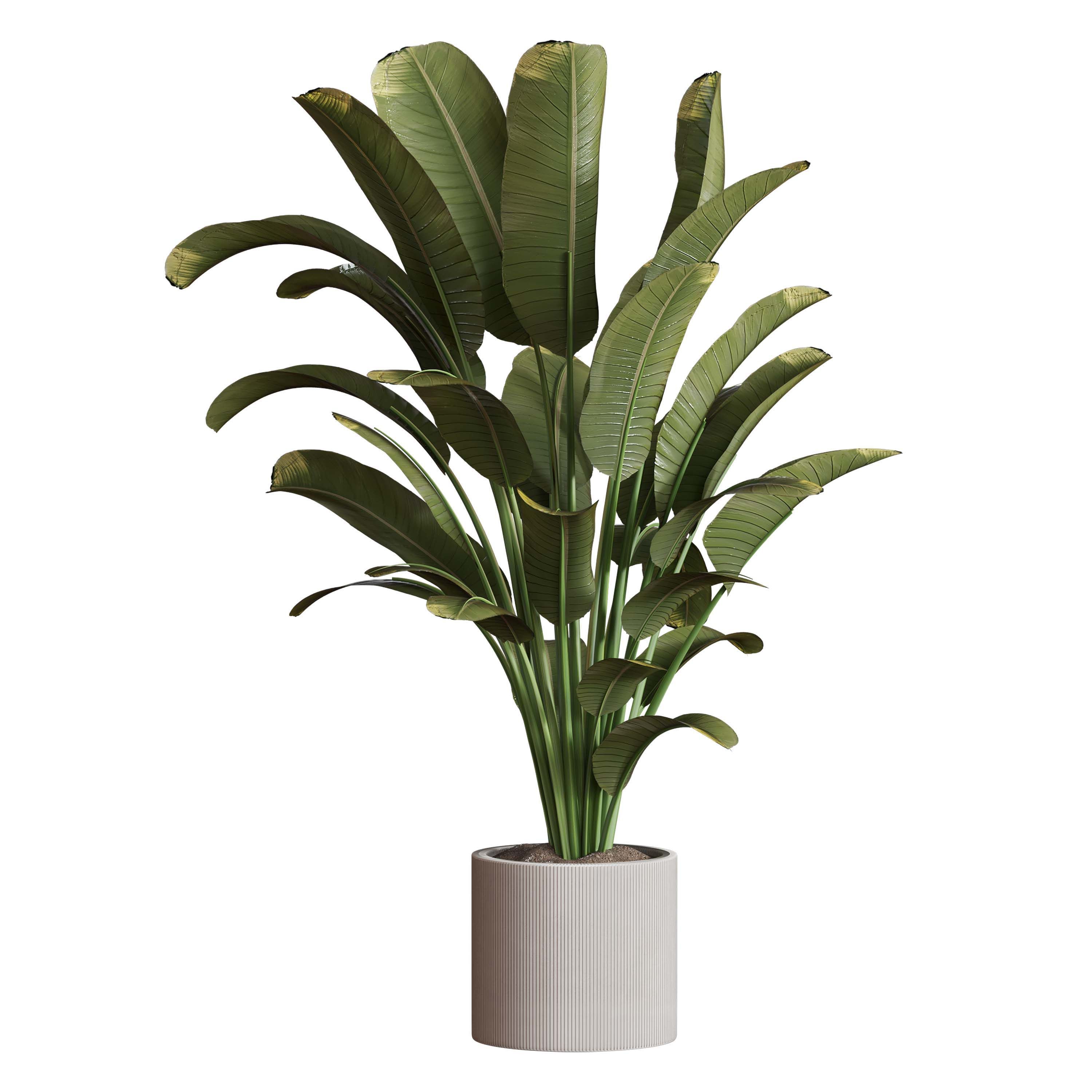 indoor plant Set 125 Low-poly 3D model_3