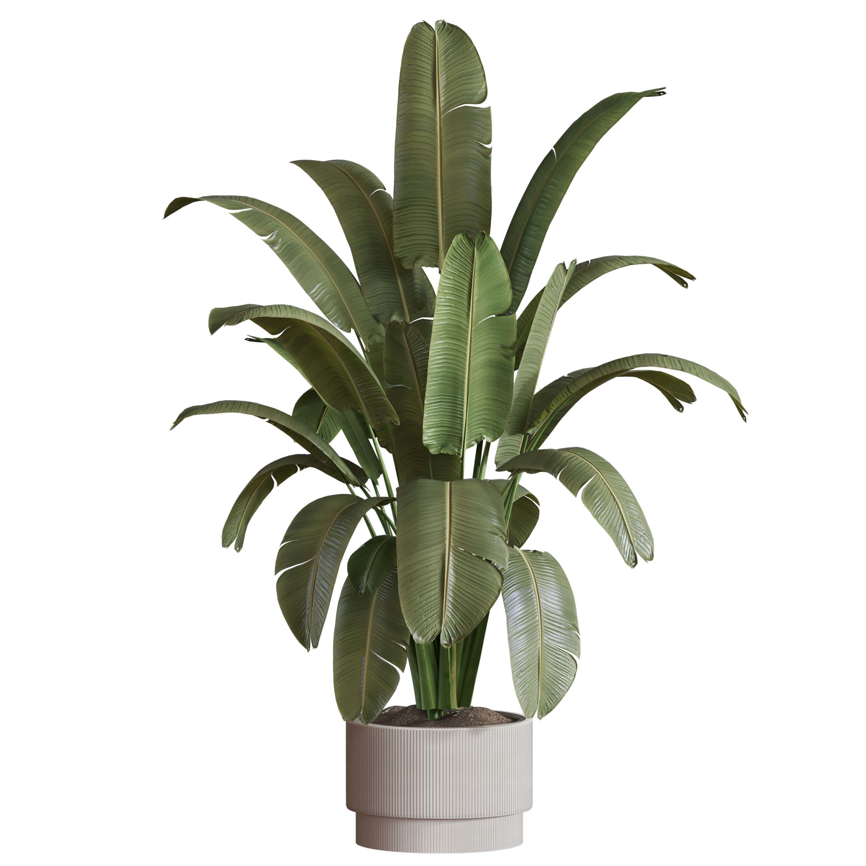 indoor plant Set 125 Low-poly 3D model_2