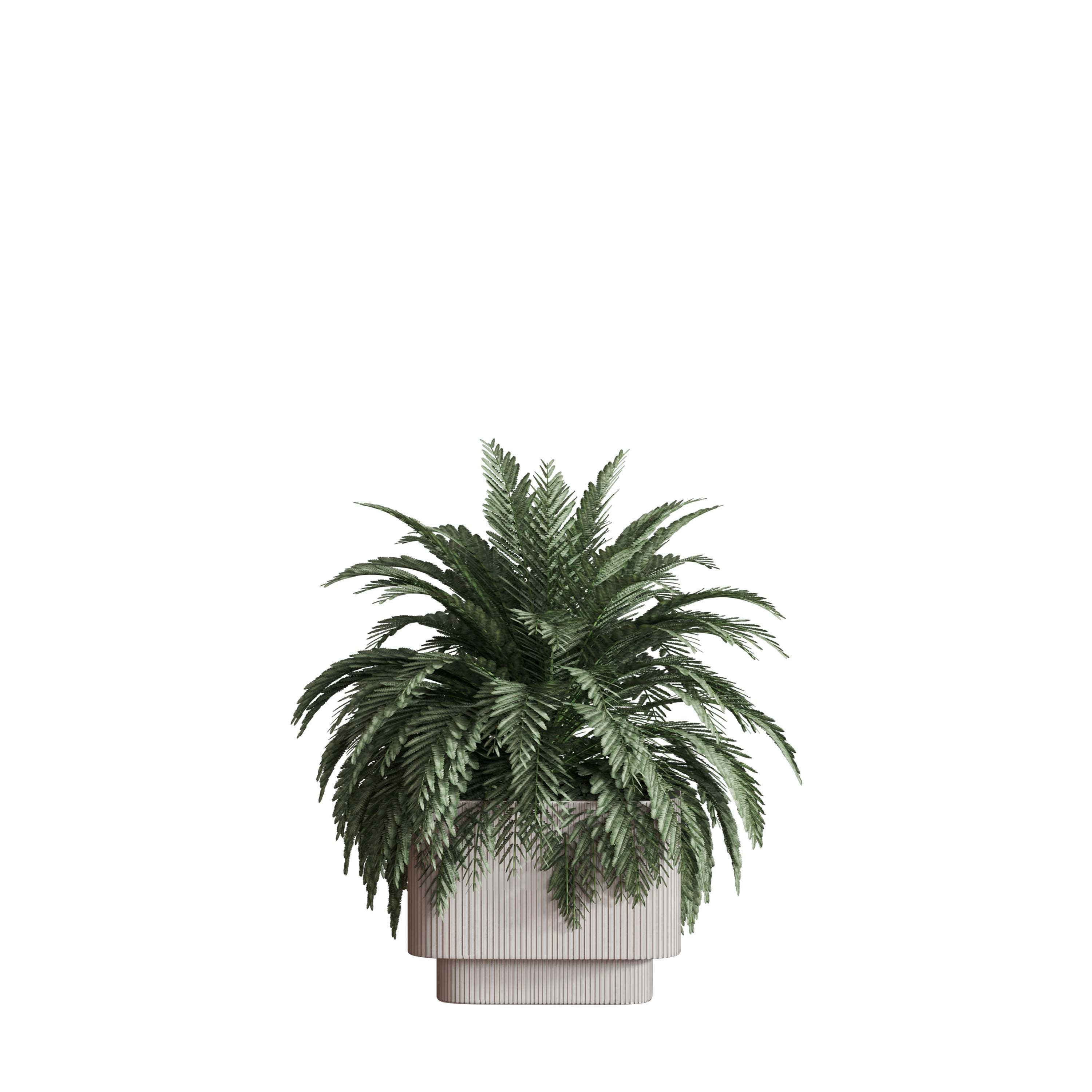 indoor plant Set 125 Low-poly 3D model_5