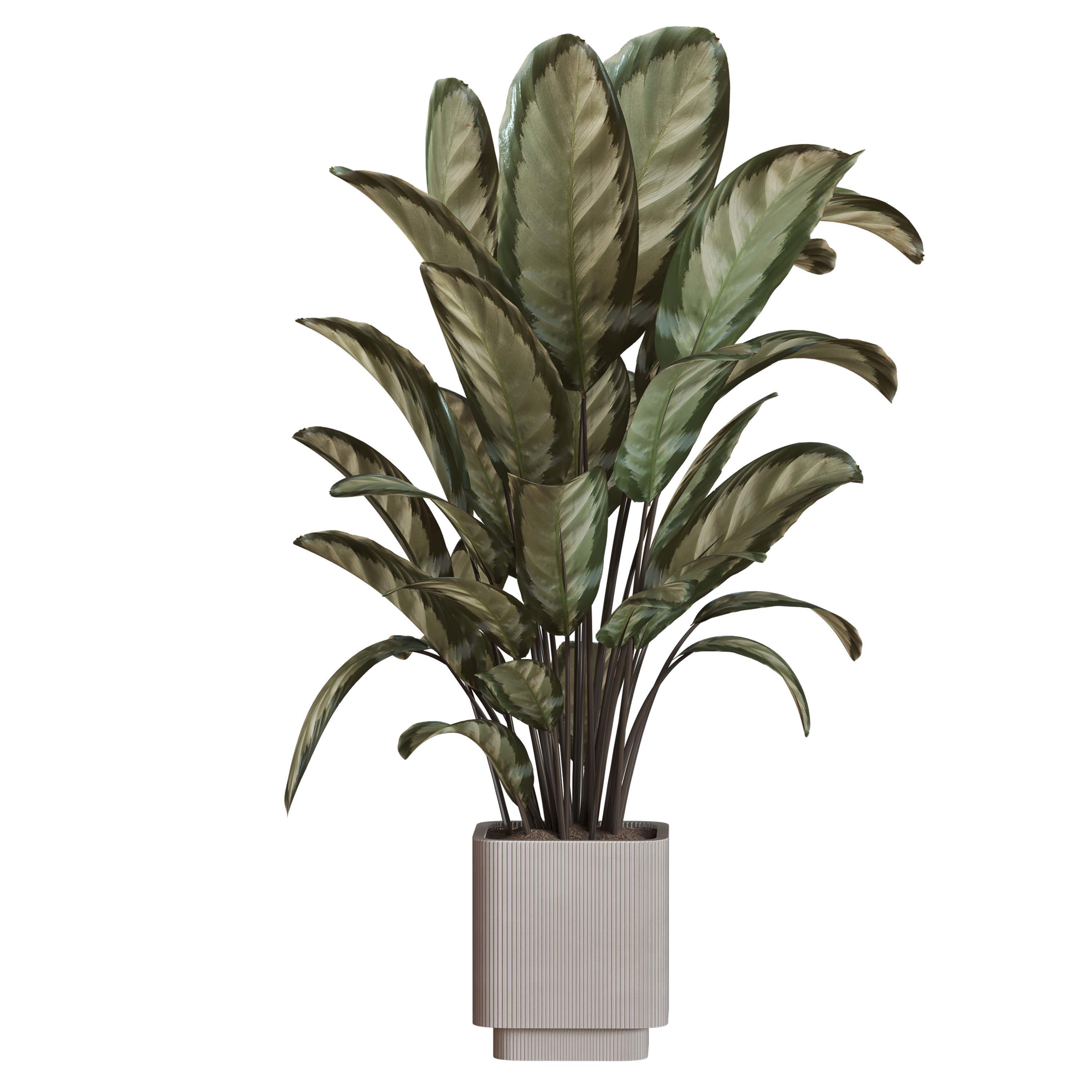 indoor plant Set 125 Low-poly 3D model_6